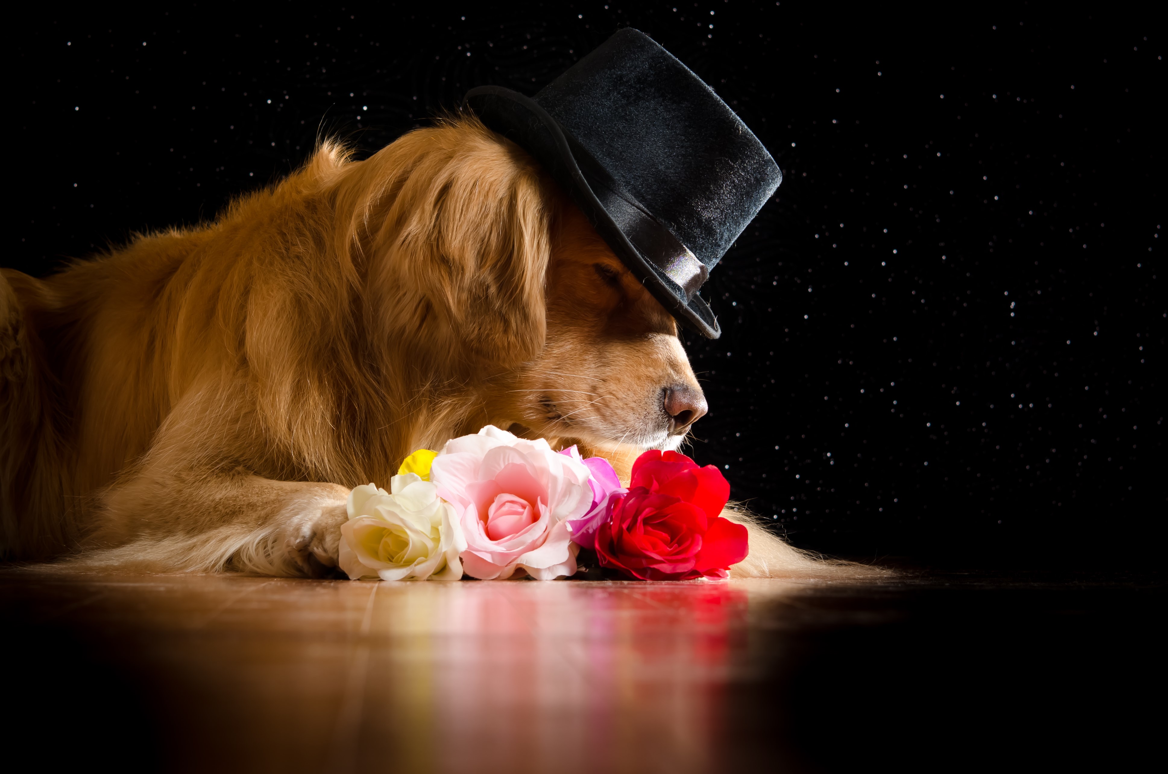 Golden Retriever Dog Wearing a Top Hat with Roses HD Wallpaper
