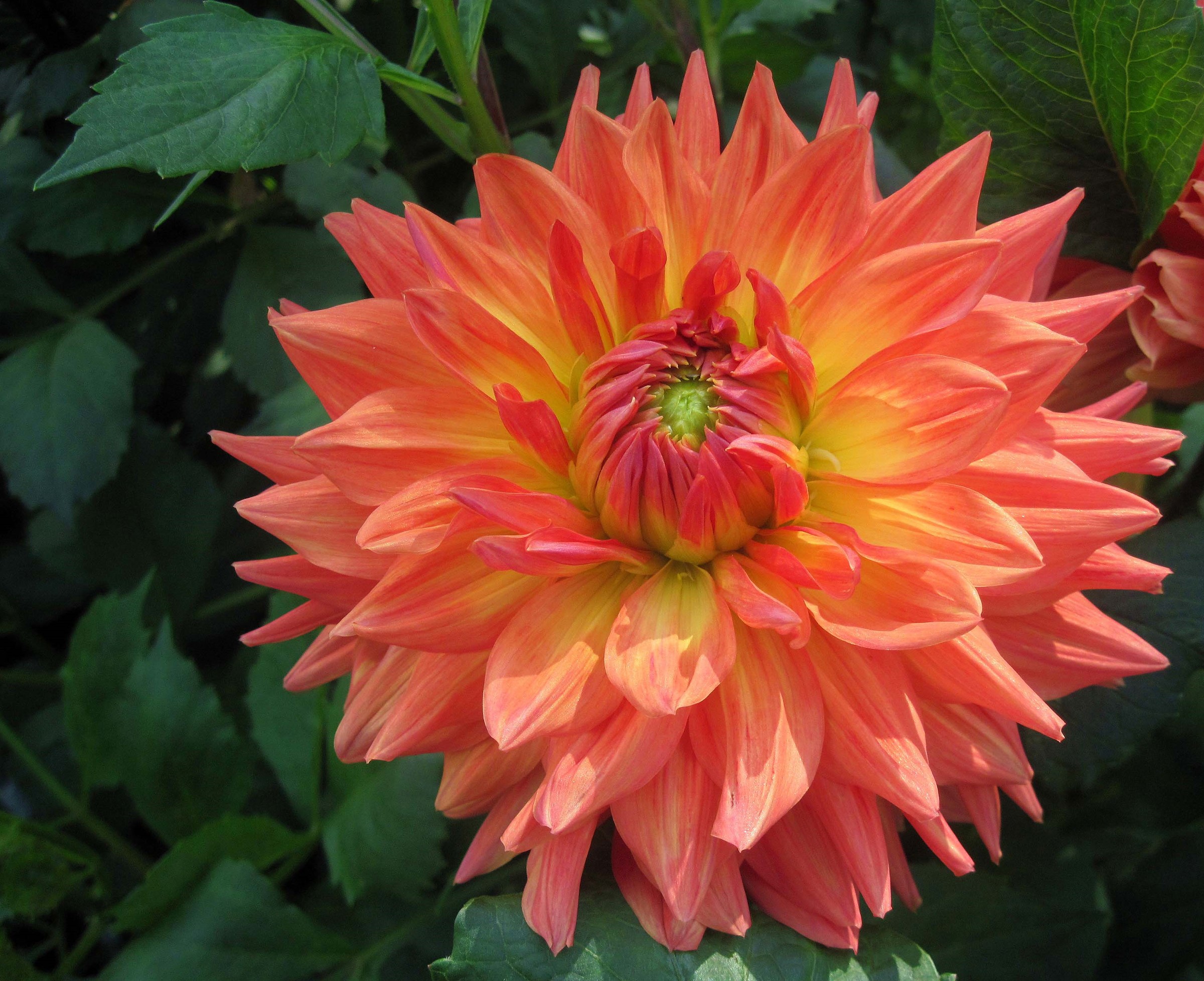 Close-up of an orange and yellow dahlia flower HD Wallpaper