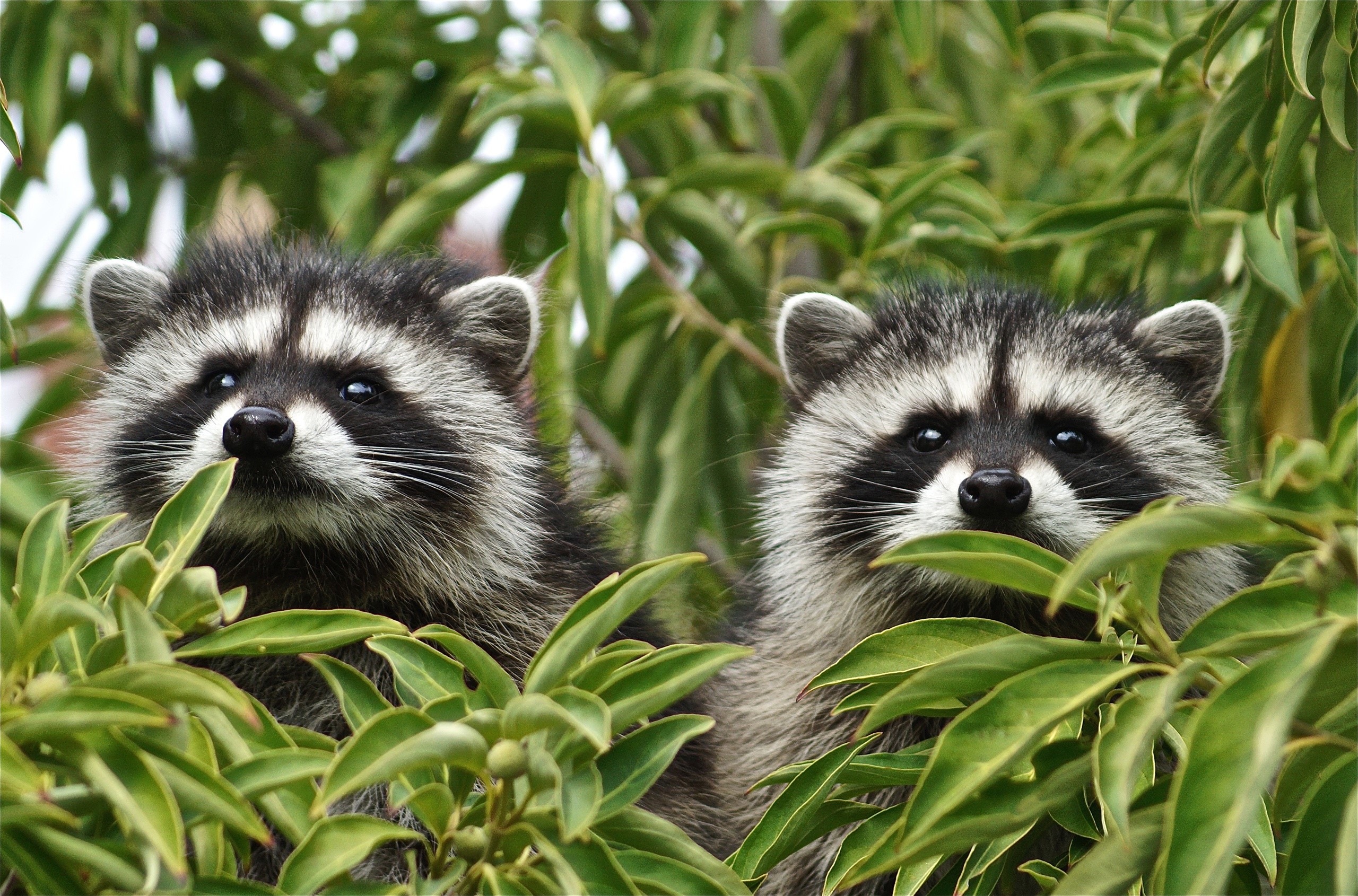 Two Raccoons Peeking Through Green Foliage HD Wallpaper
