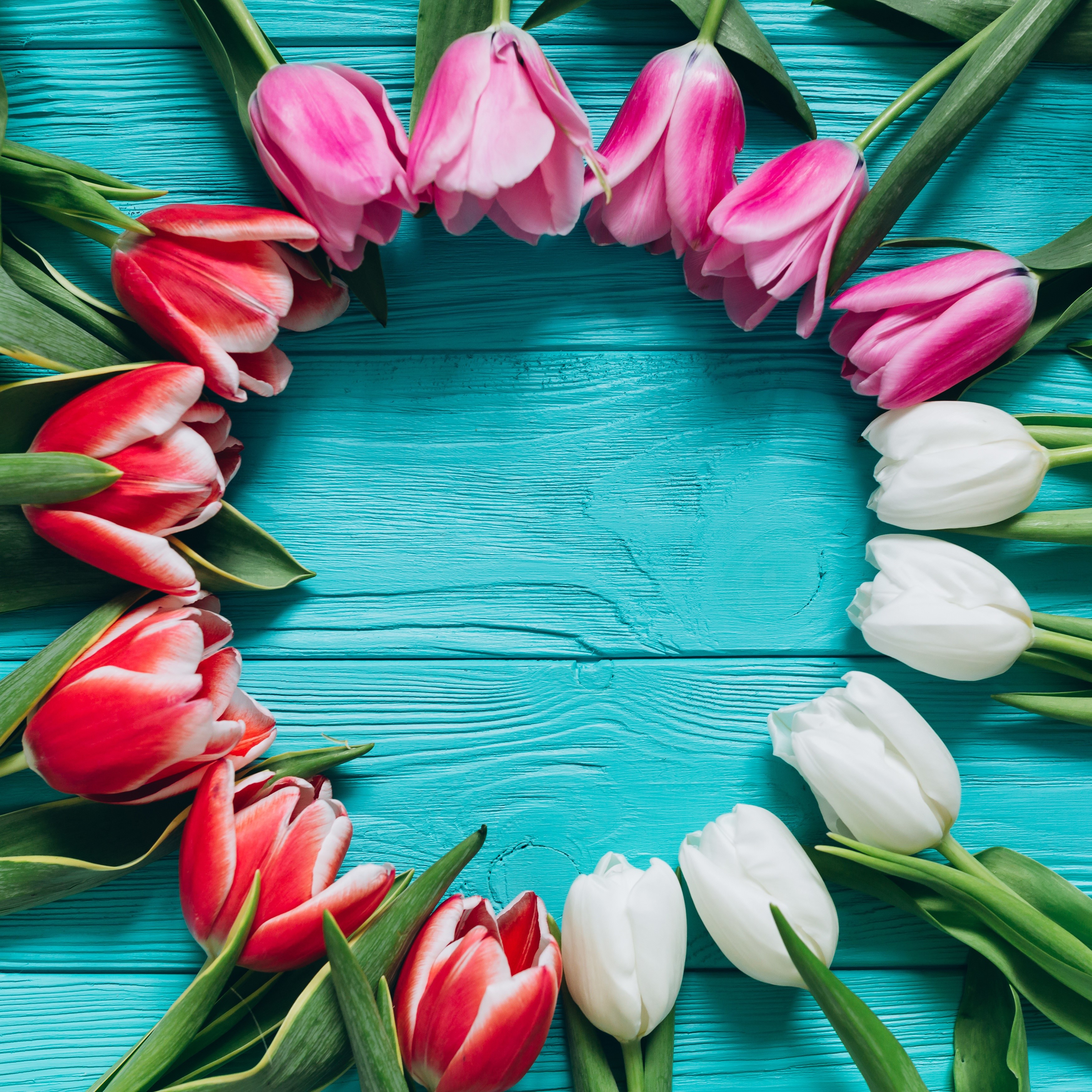 Pink, Red, and White Tulips on Blue Wood HD Wallpaper