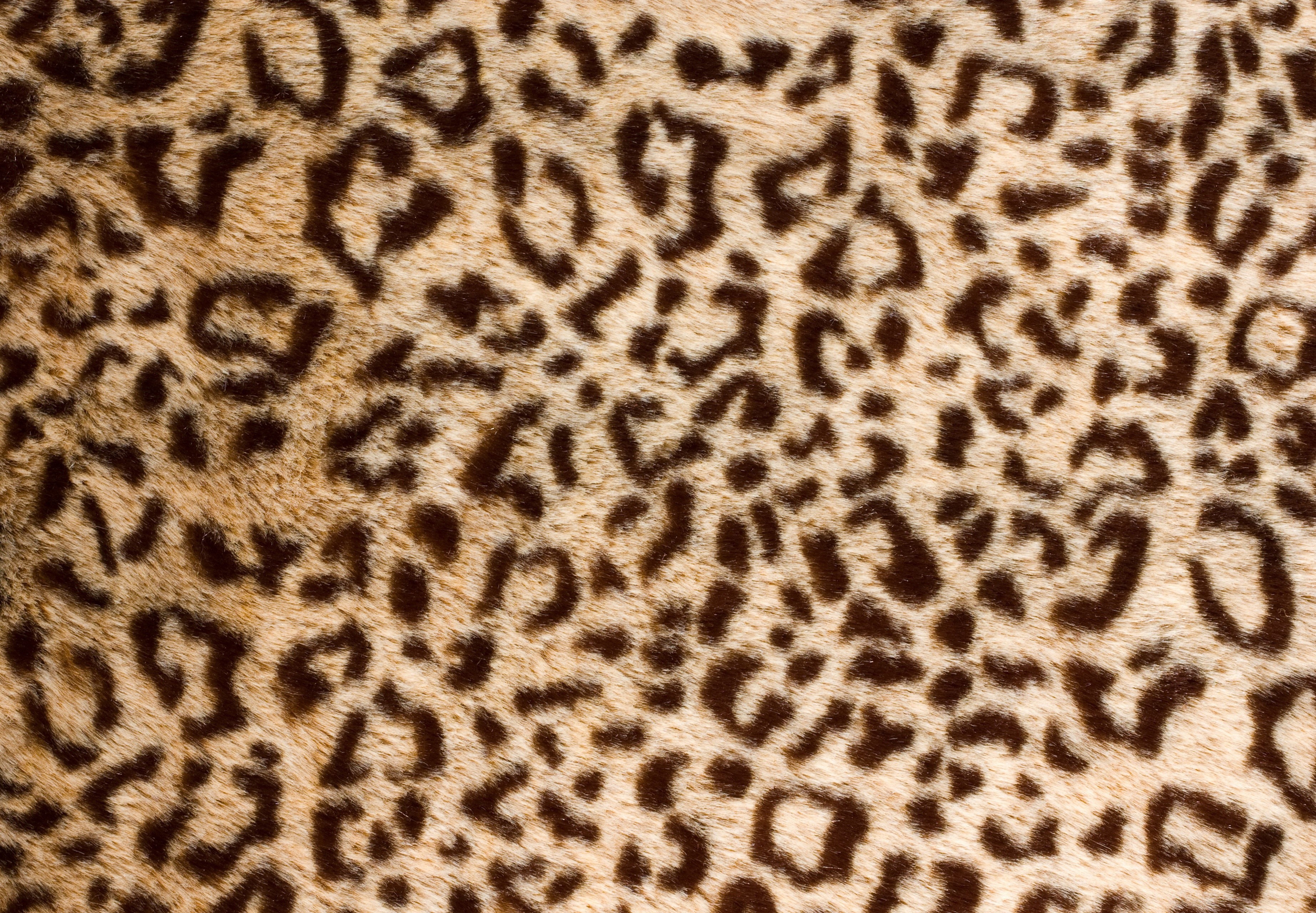 Leopard Print Texture HD Wallpaper
