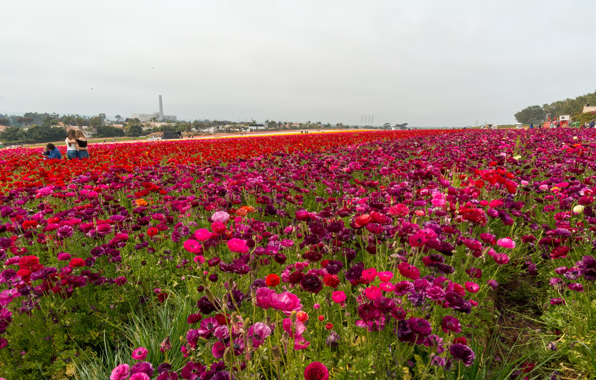 Field of Ranunculus flowers in bloom HD Wallpaper
