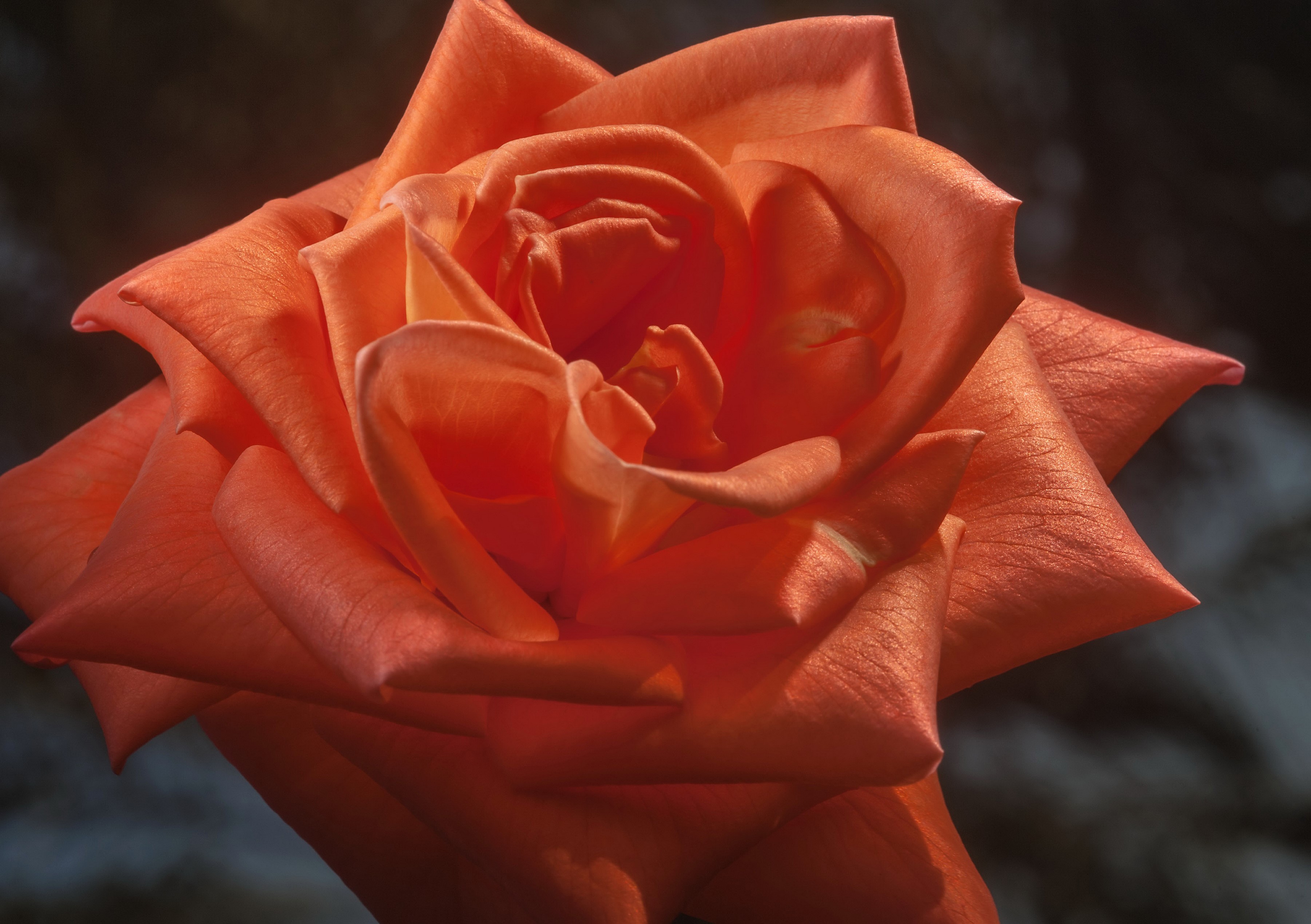 Close-up of an orange rose HD Wallpaper