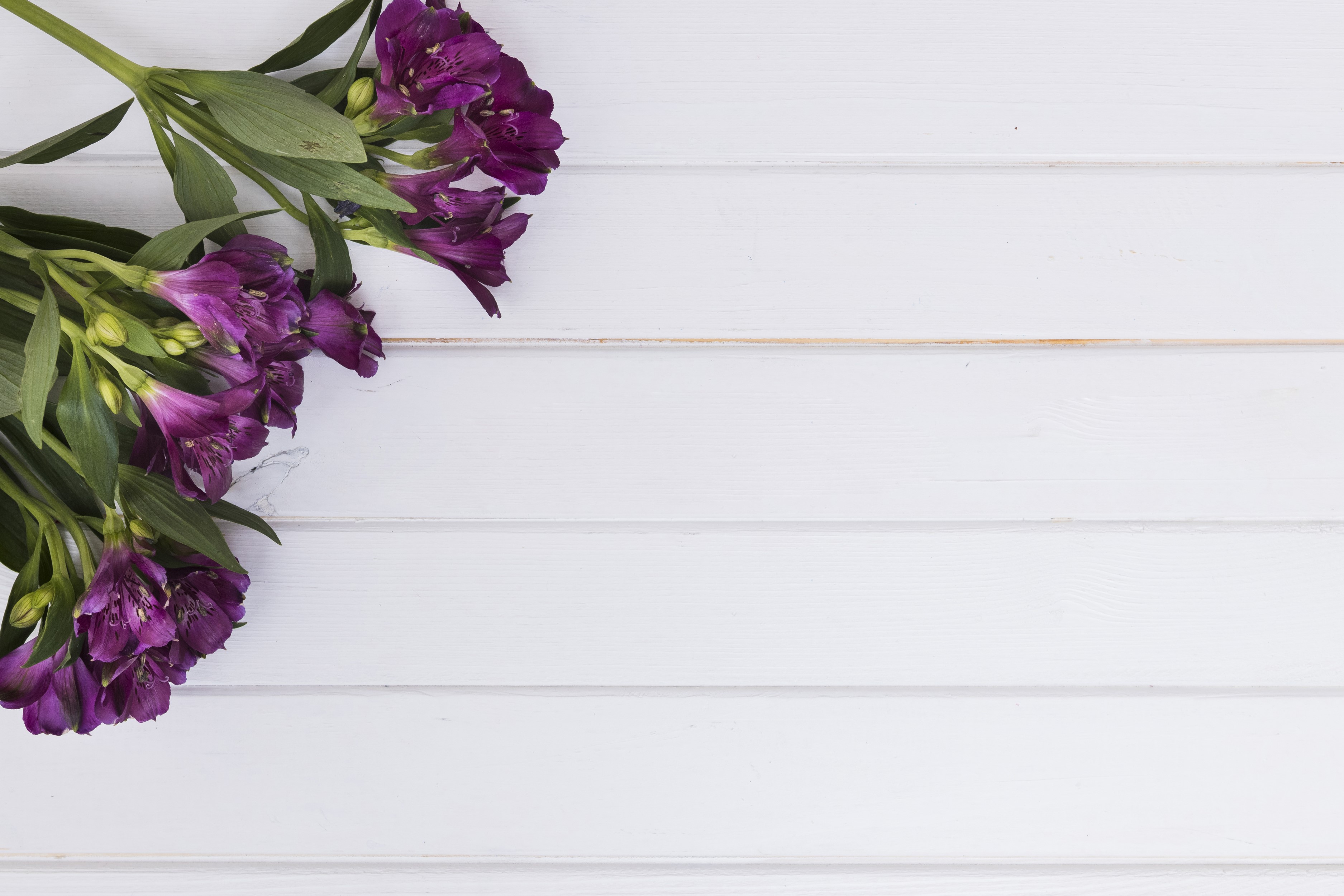 Purple Alstroemeria flowers on white wood planks HD Wallpaper