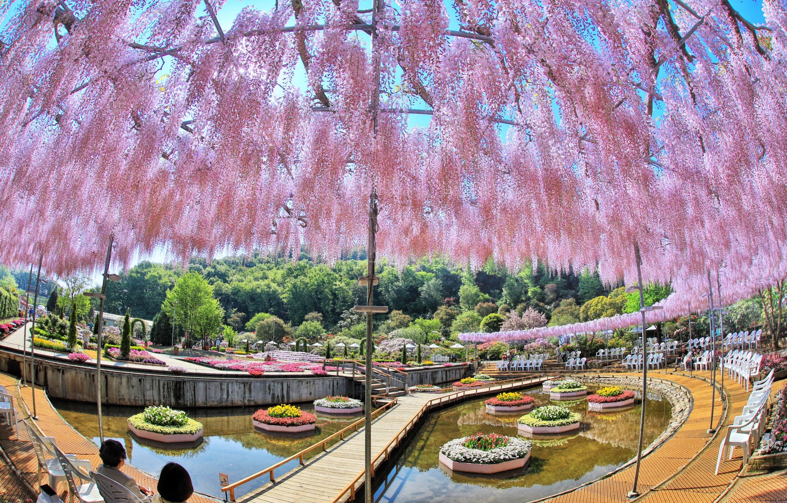 Park with a pond and pink wisteria in Japan HD Wallpaper