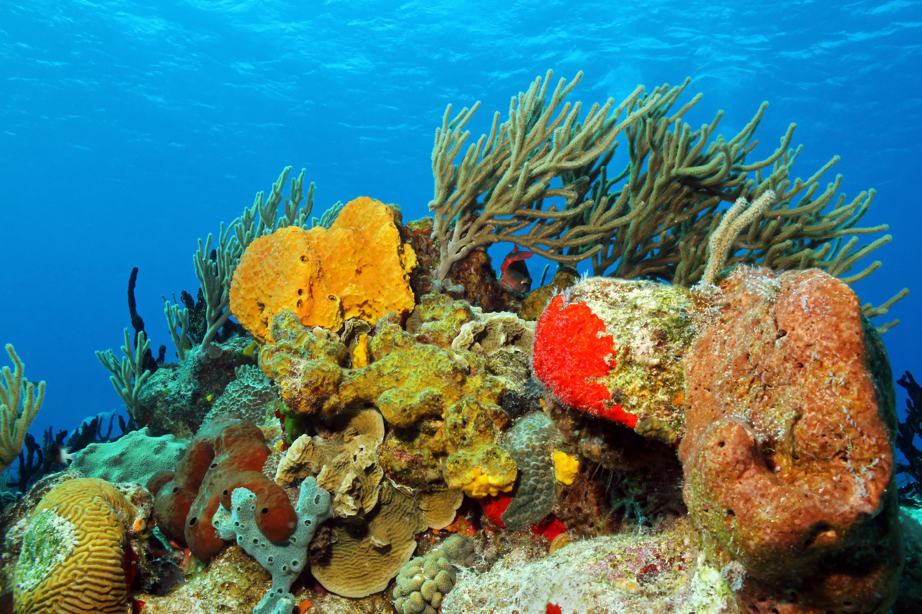 Underwater coral reef with various colorful corals and sponges HD Wallpaper