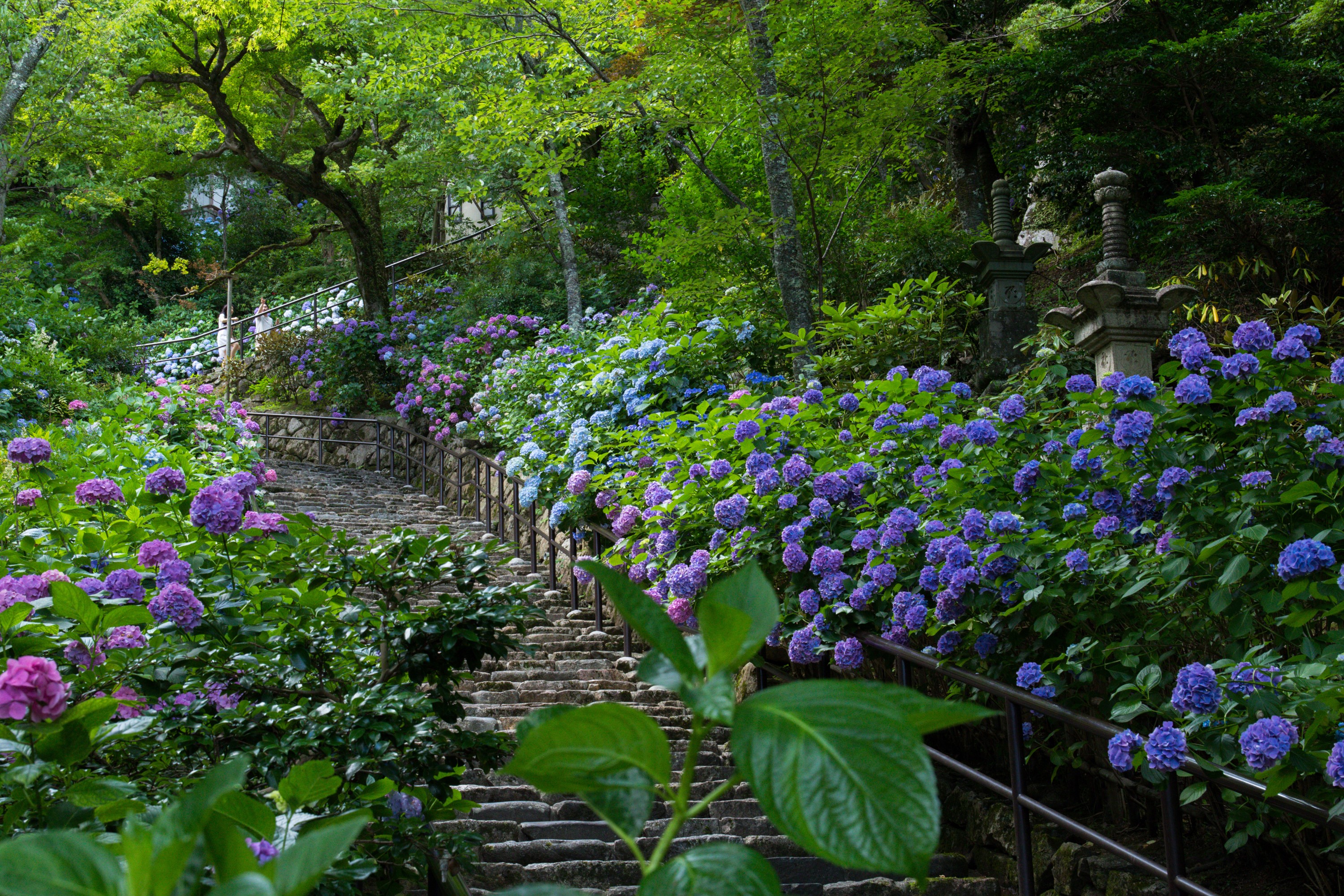 Hydrangeas on stone stairs in a Japanese park HD Wallpaper