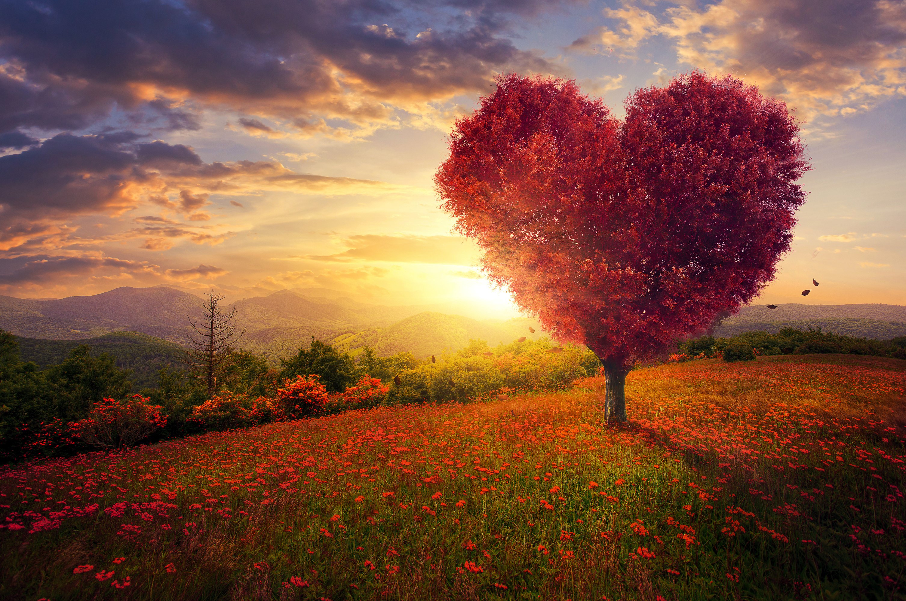Heart-shaped tree in a field of poppies at sunset HD Wallpaper