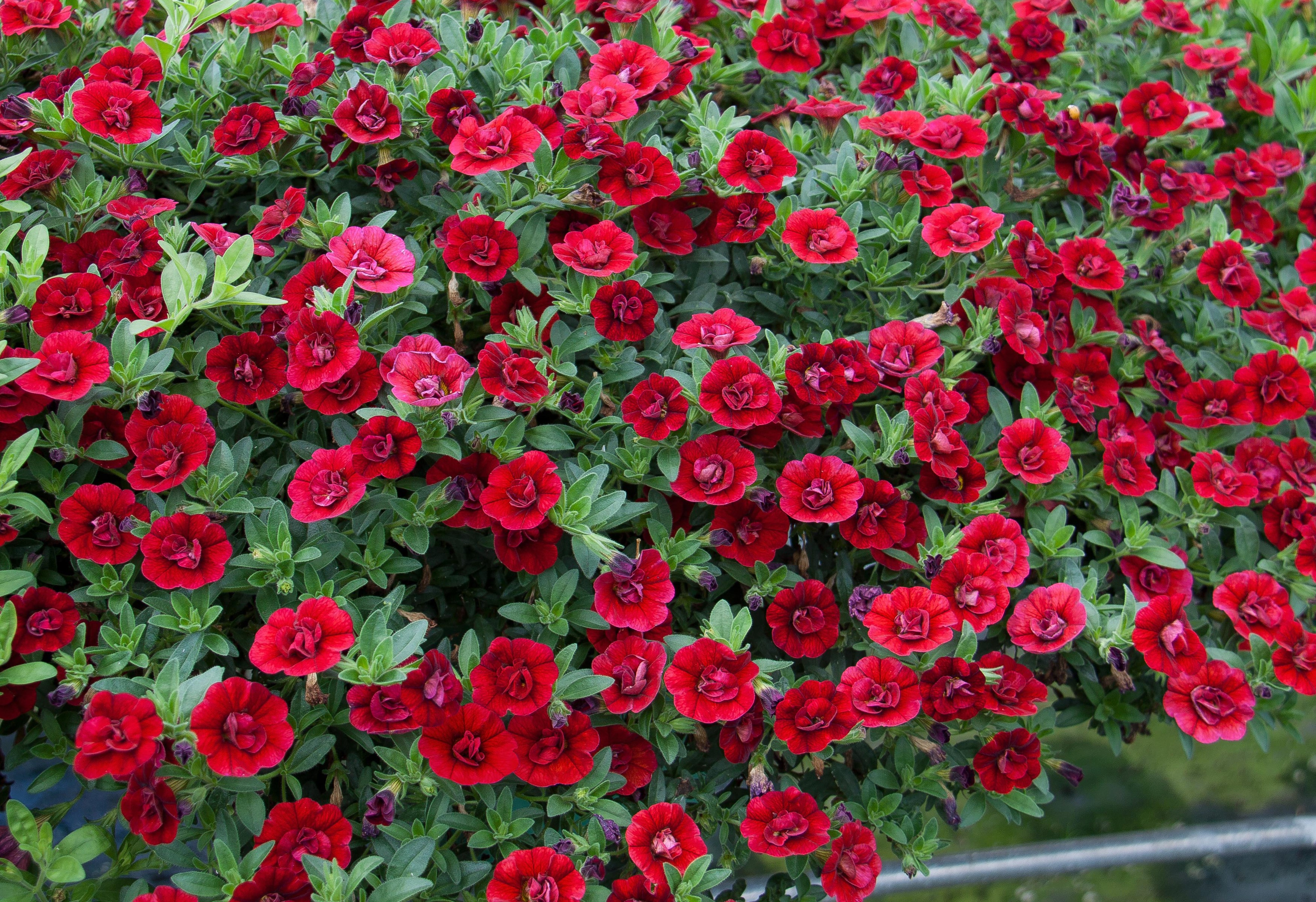 Vibrant Red Calibrachoa Flowers in Bloom HD Wallpaper