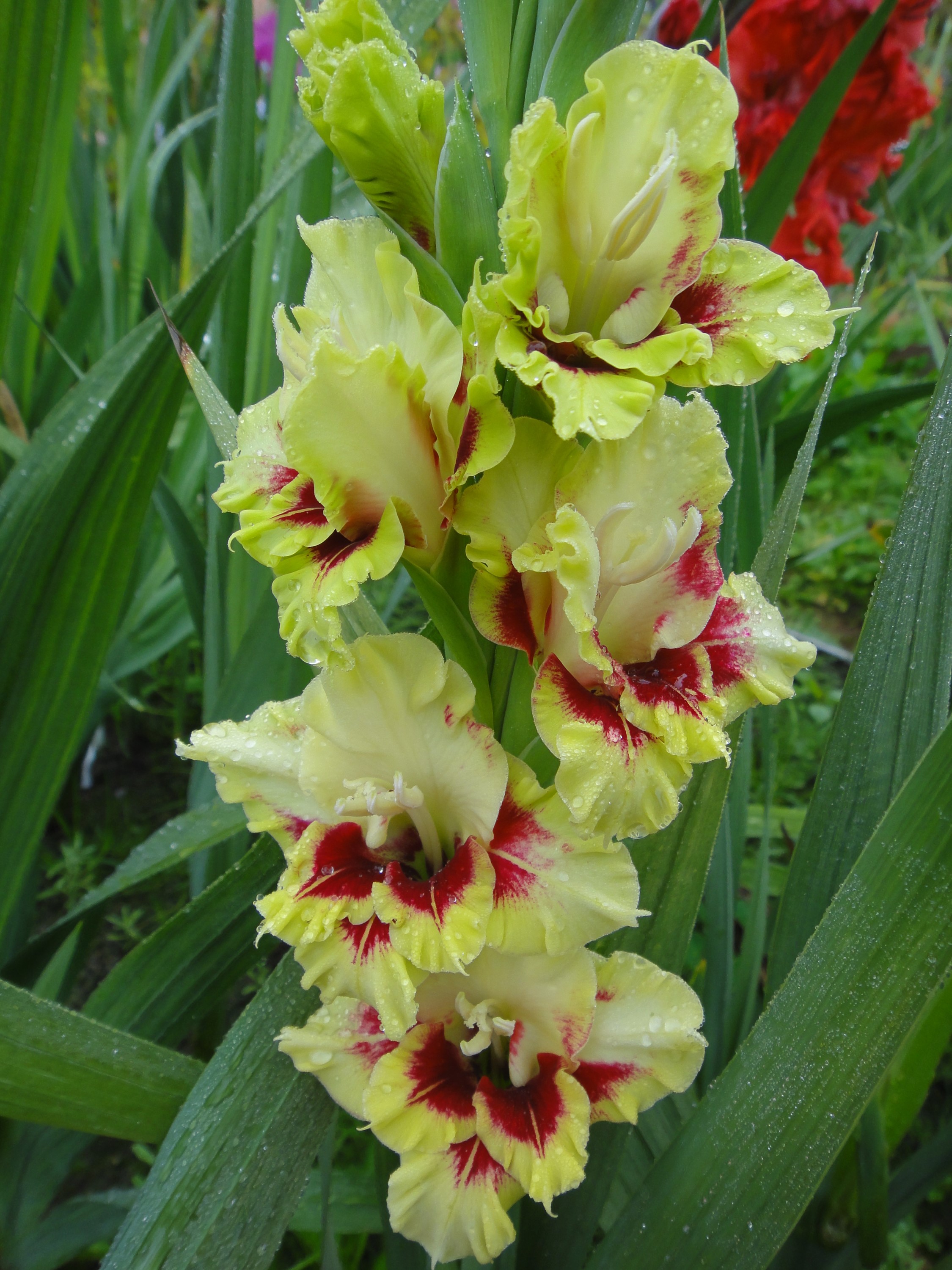 Close-up of yellow and red gladiolus flowers HD Phone Wallpaper