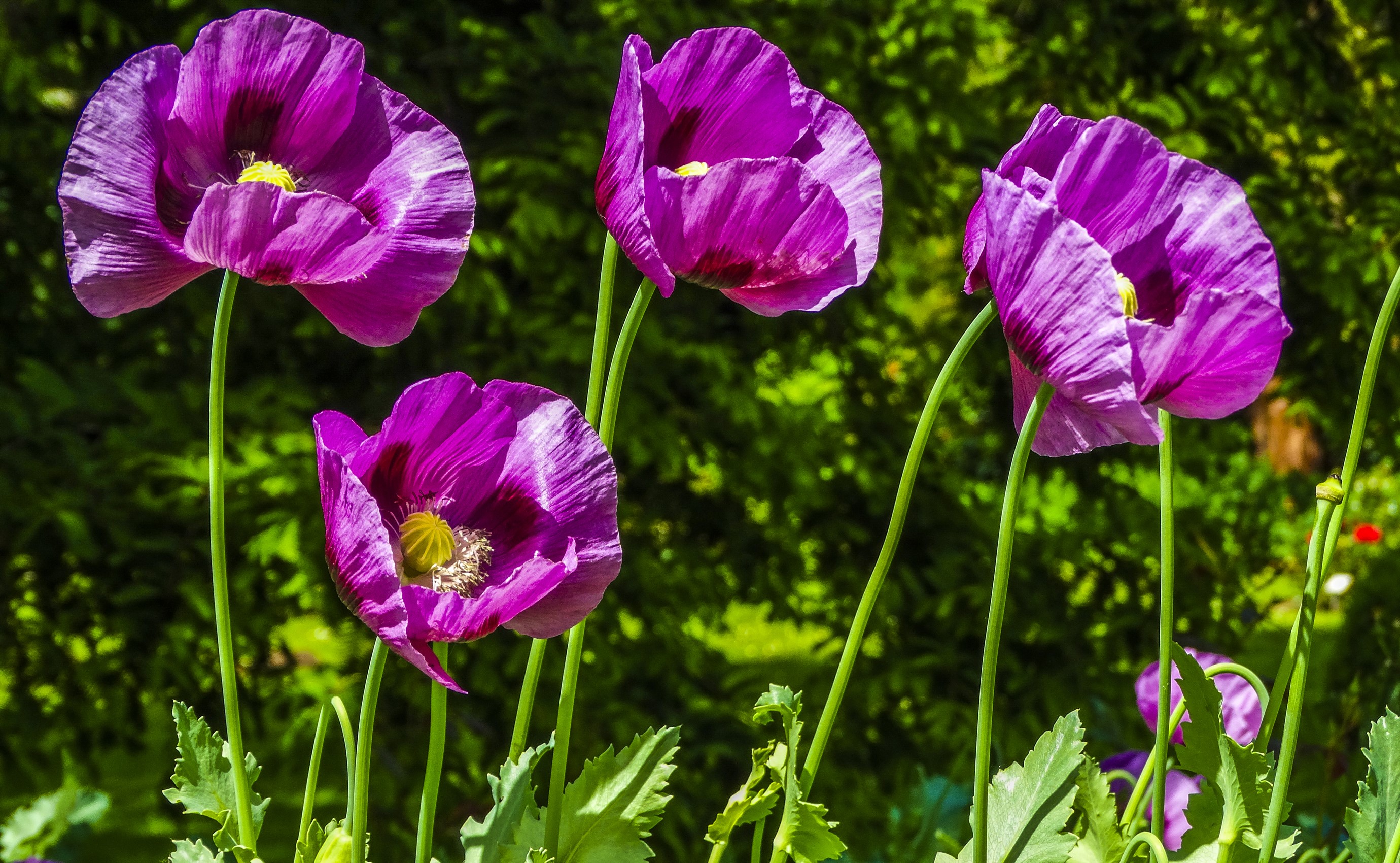 Purple Poppies in a Garden HD Wallpaper