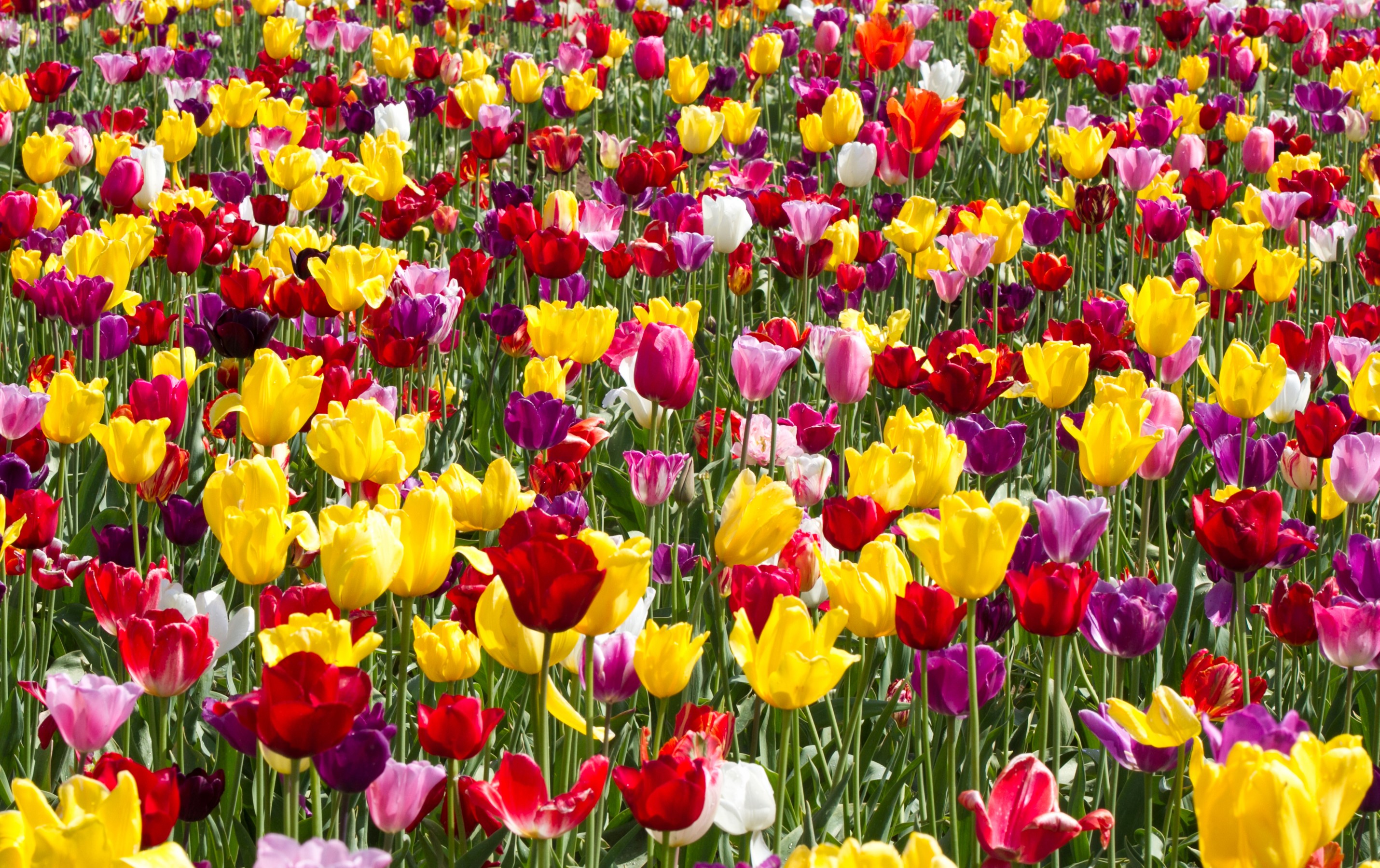 Field of Multicolor Tulips HD Wallpaper
