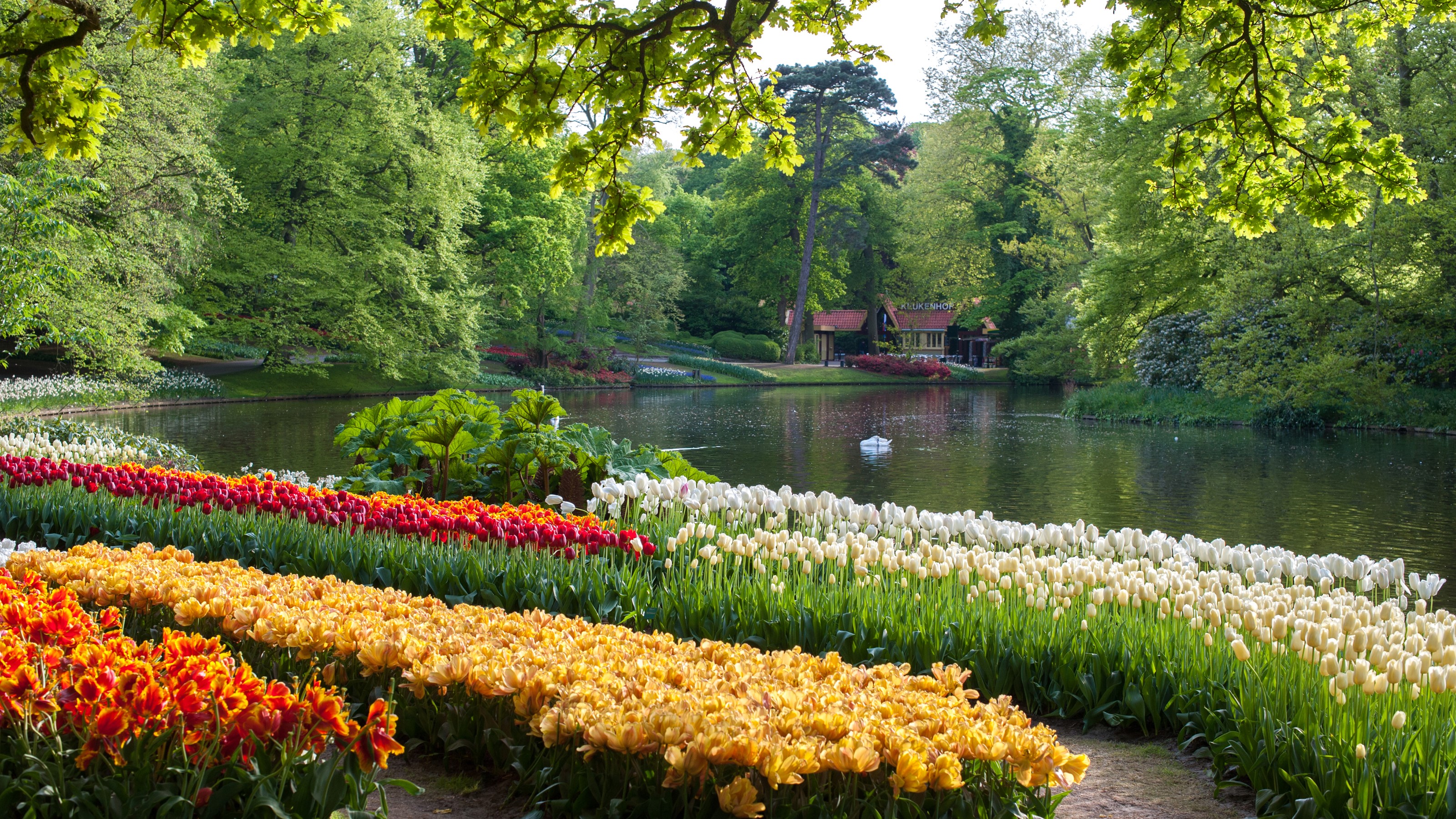 Keukenhof Gardens with Tulips and Pond in Netherlands HD Wallpaper