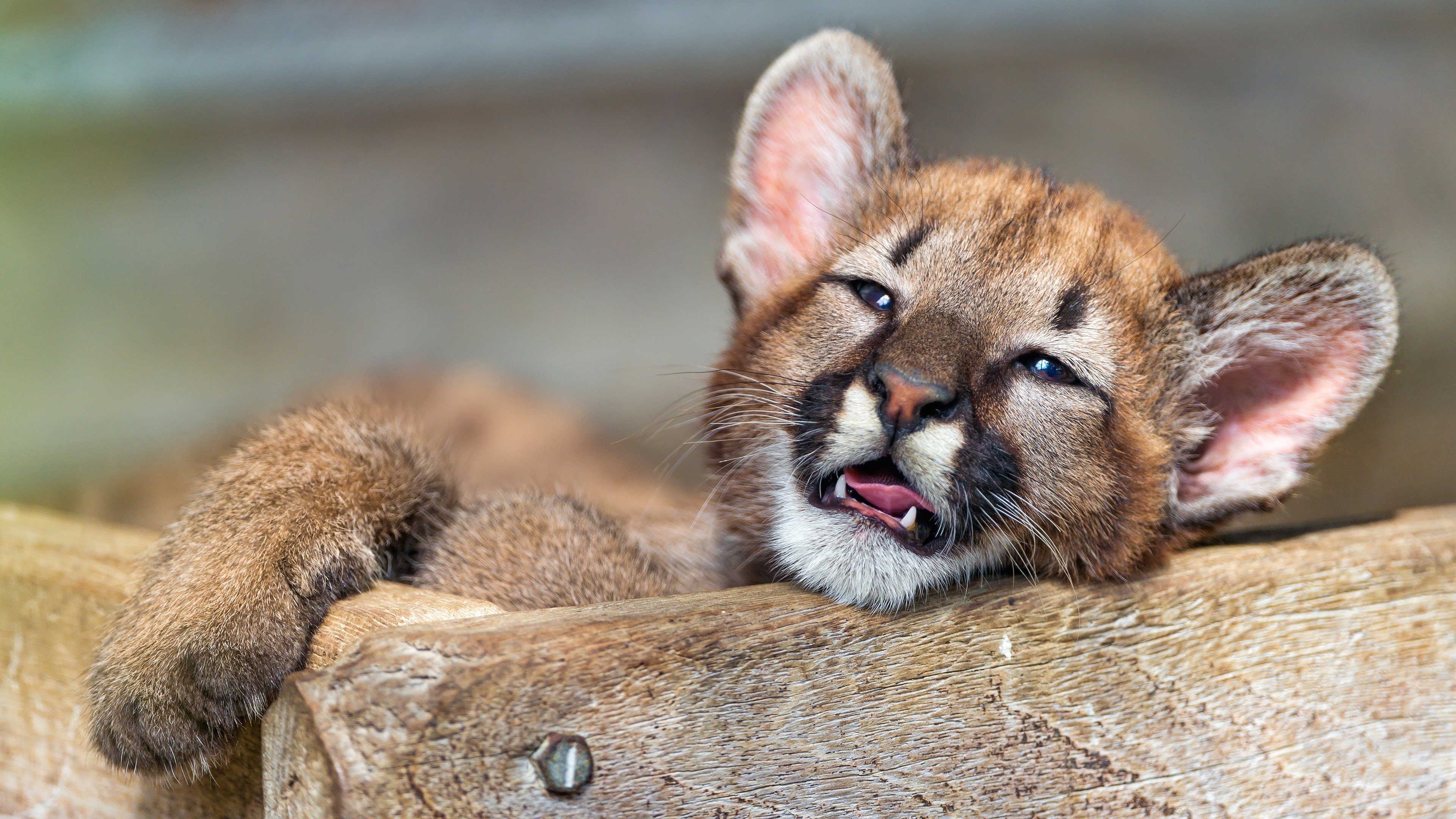 4K Puma Cub Lying Down HD Wallpaper