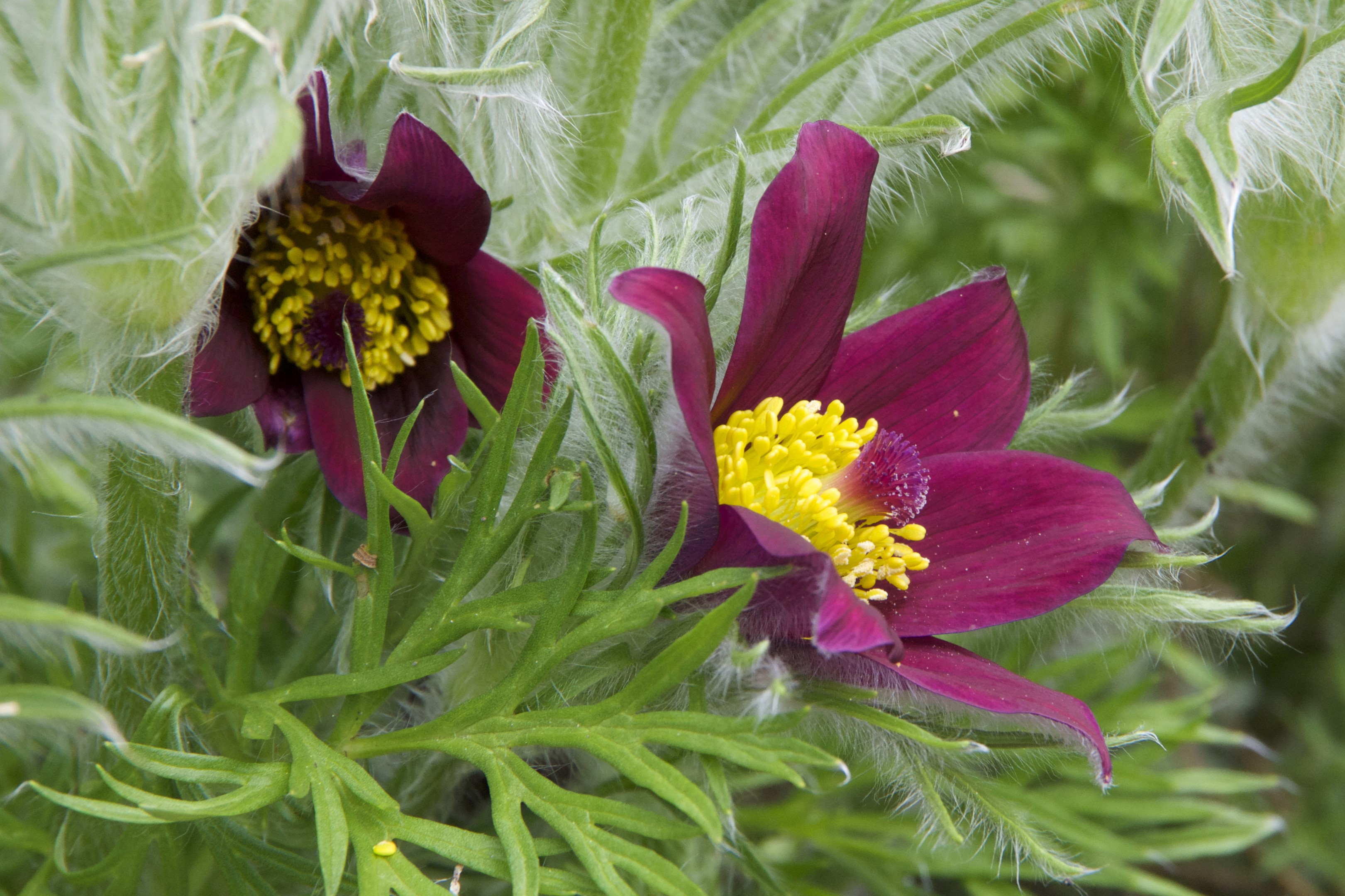 Two wine-colored Pulsatilla flowers with yellow centers HD Wallpaper