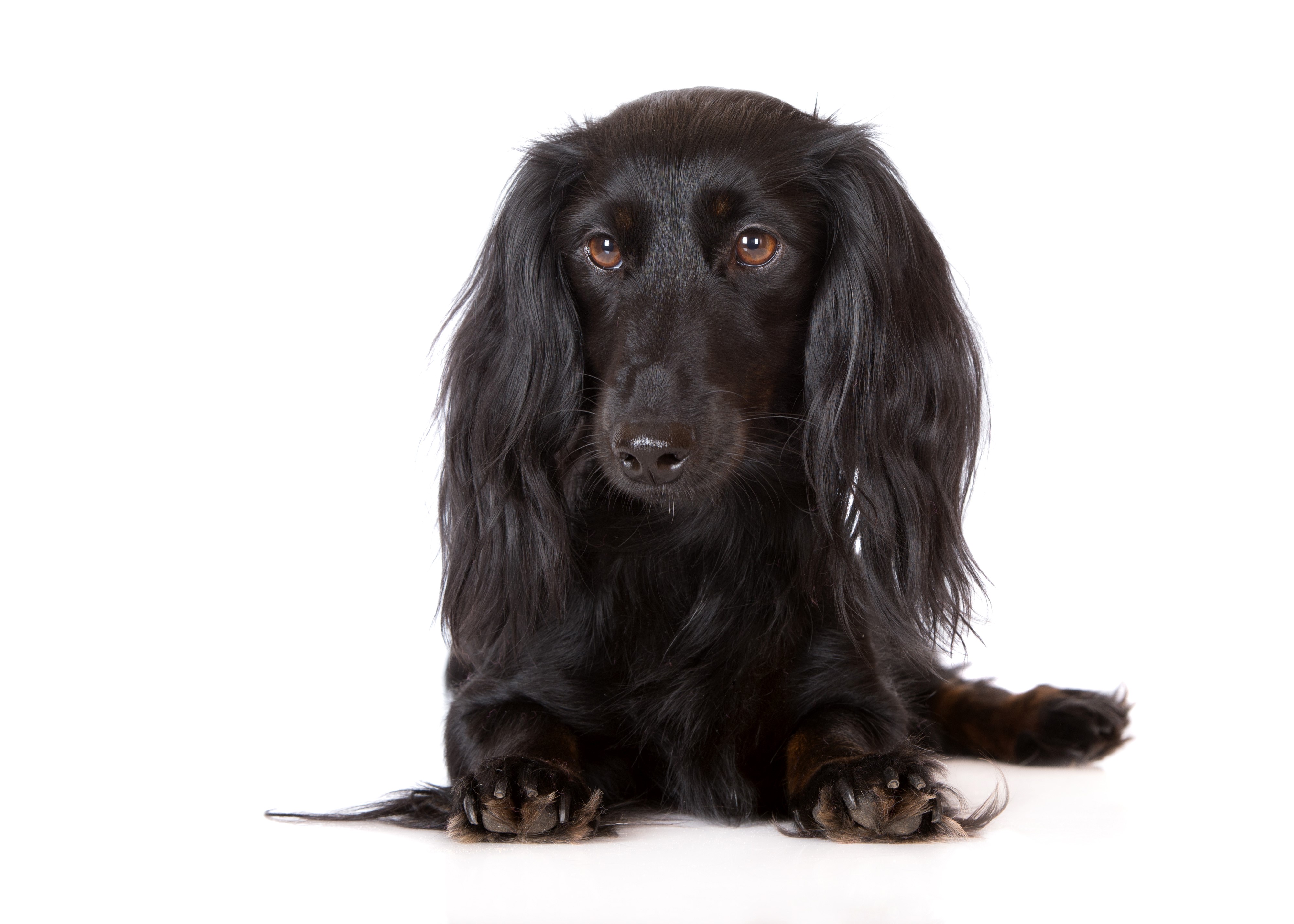 Black Long-haired Dachshund on White Background HD Wallpaper