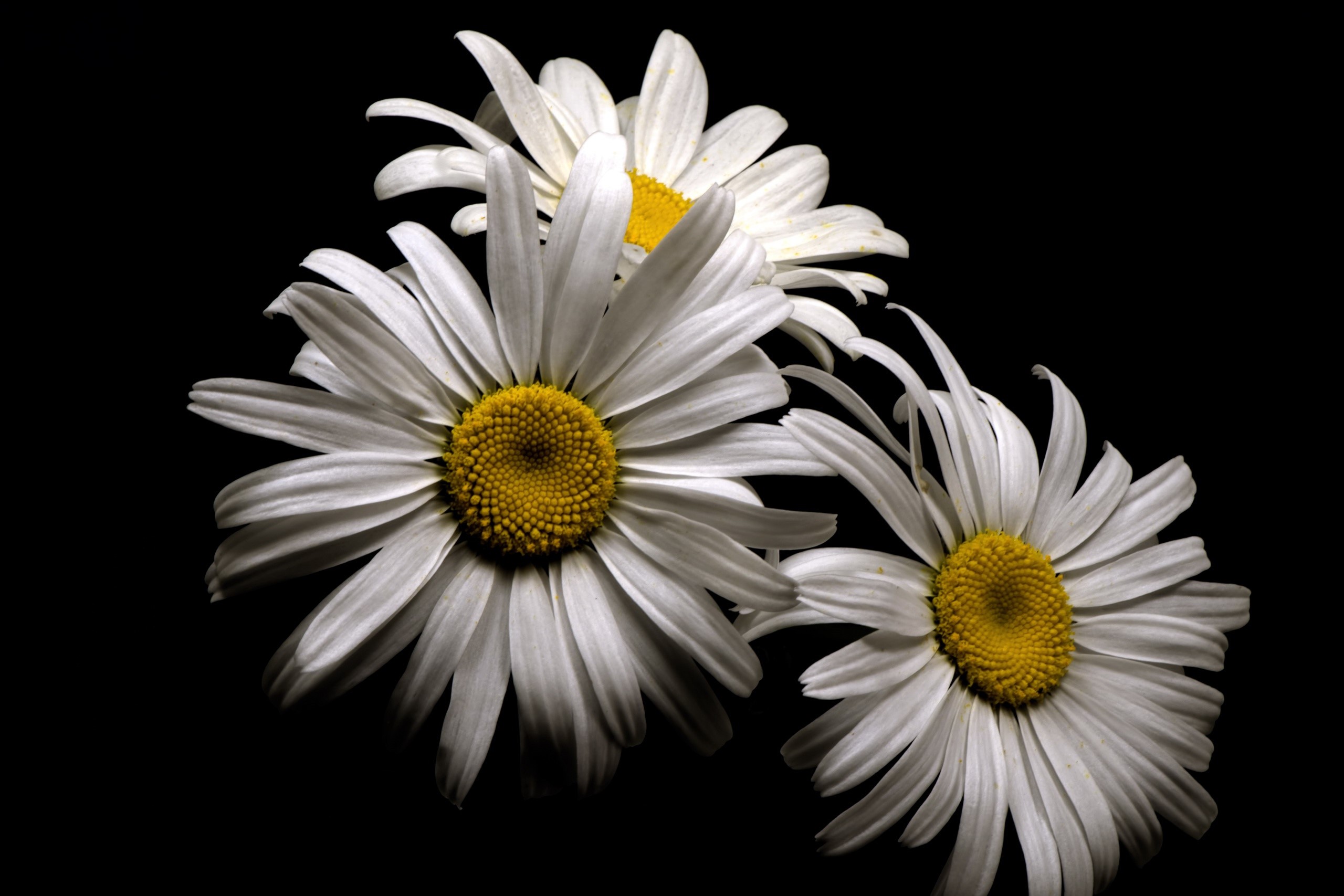 Three white daisies with yellow centers on a black background HD Wallpaper