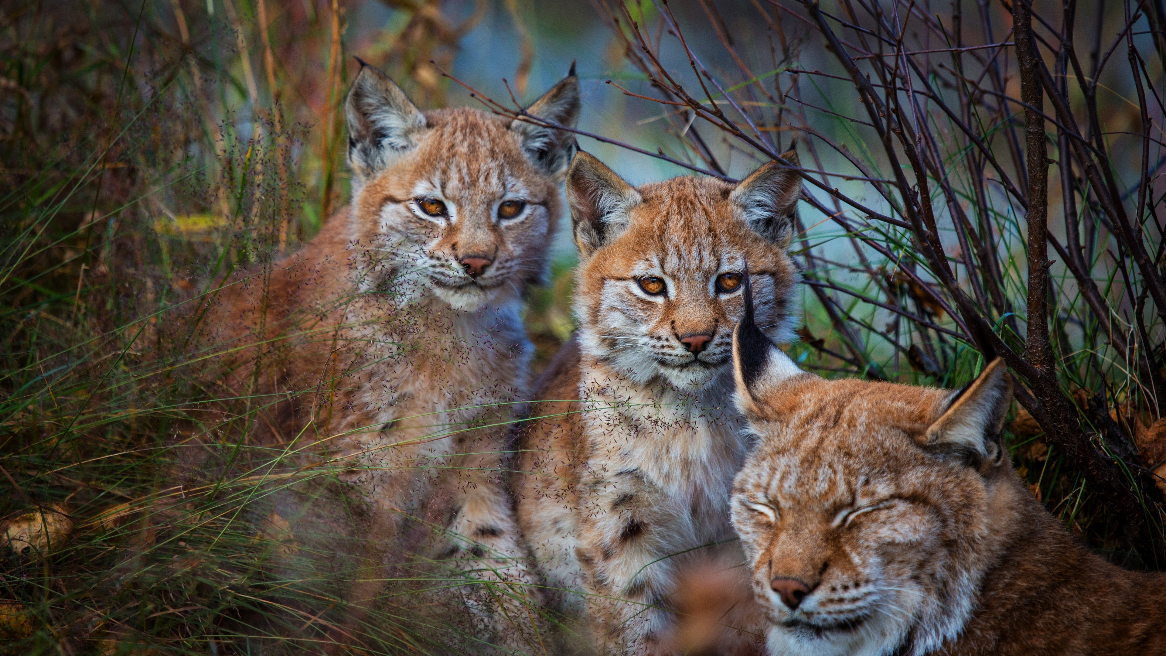 Three Lynx in Tall Grass HD Wallpaper