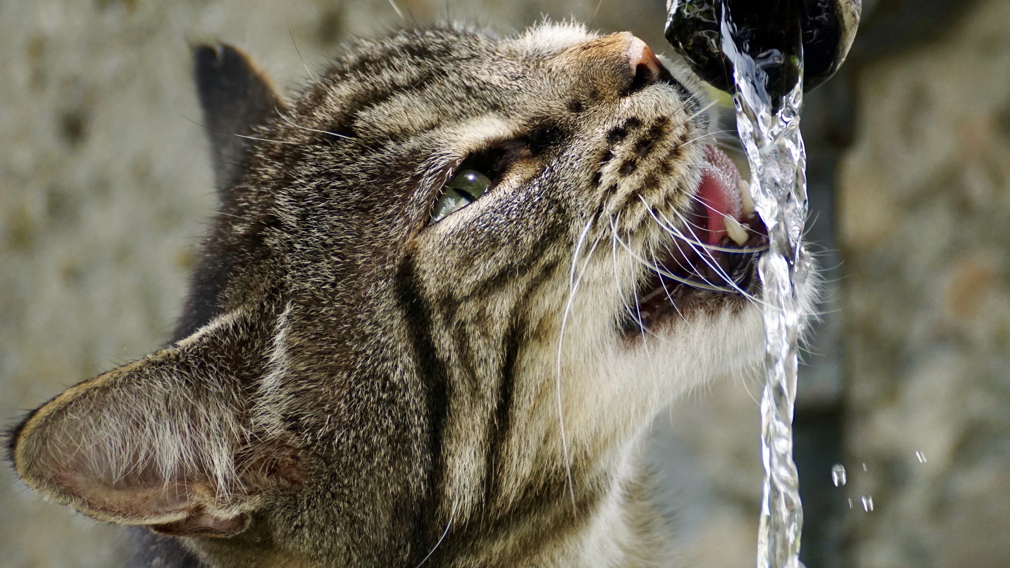 Tabby cat drinking water from a faucet HD Wallpaper