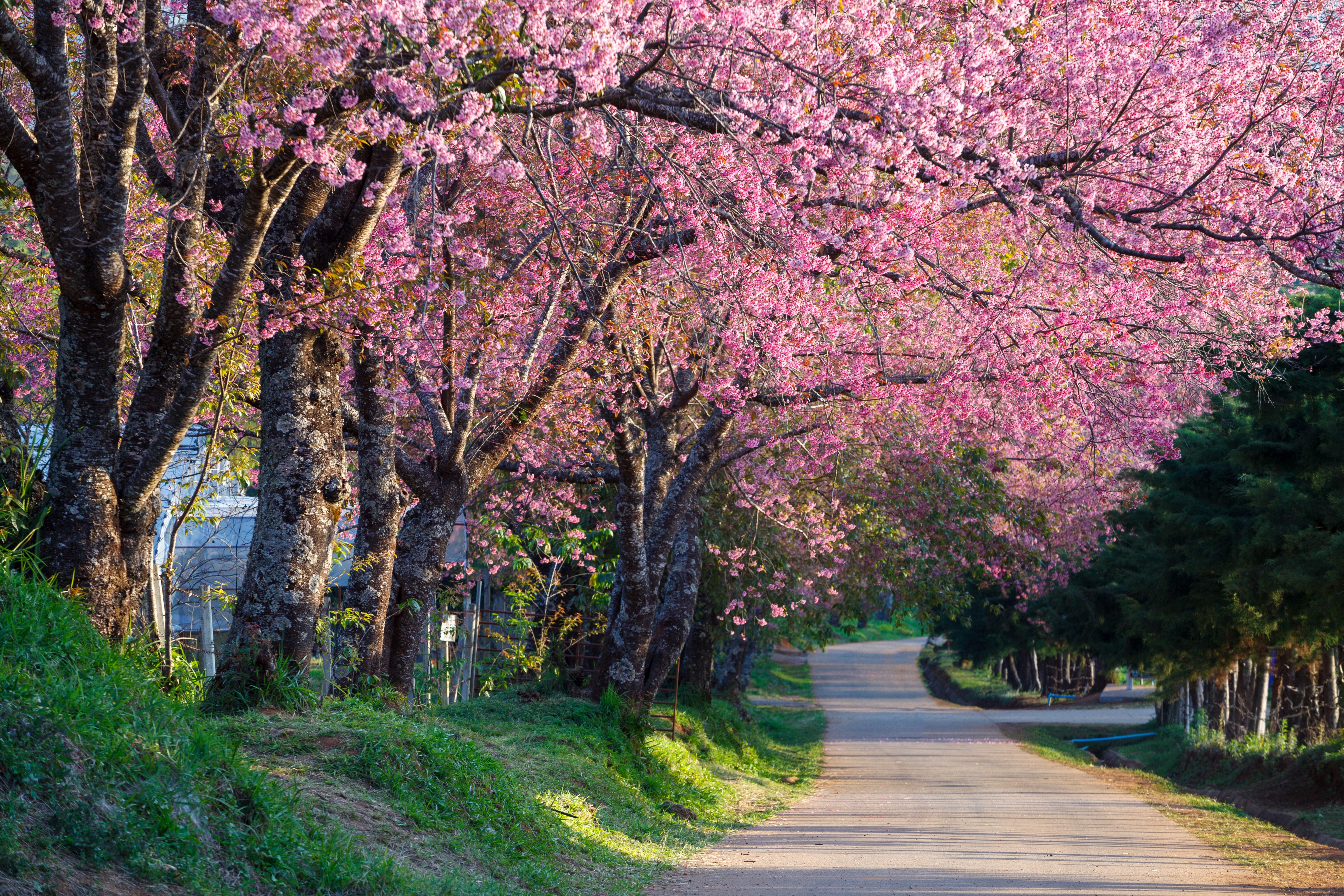 4K Scenic Road Under Blooming Sakura Trees HD Wallpaper