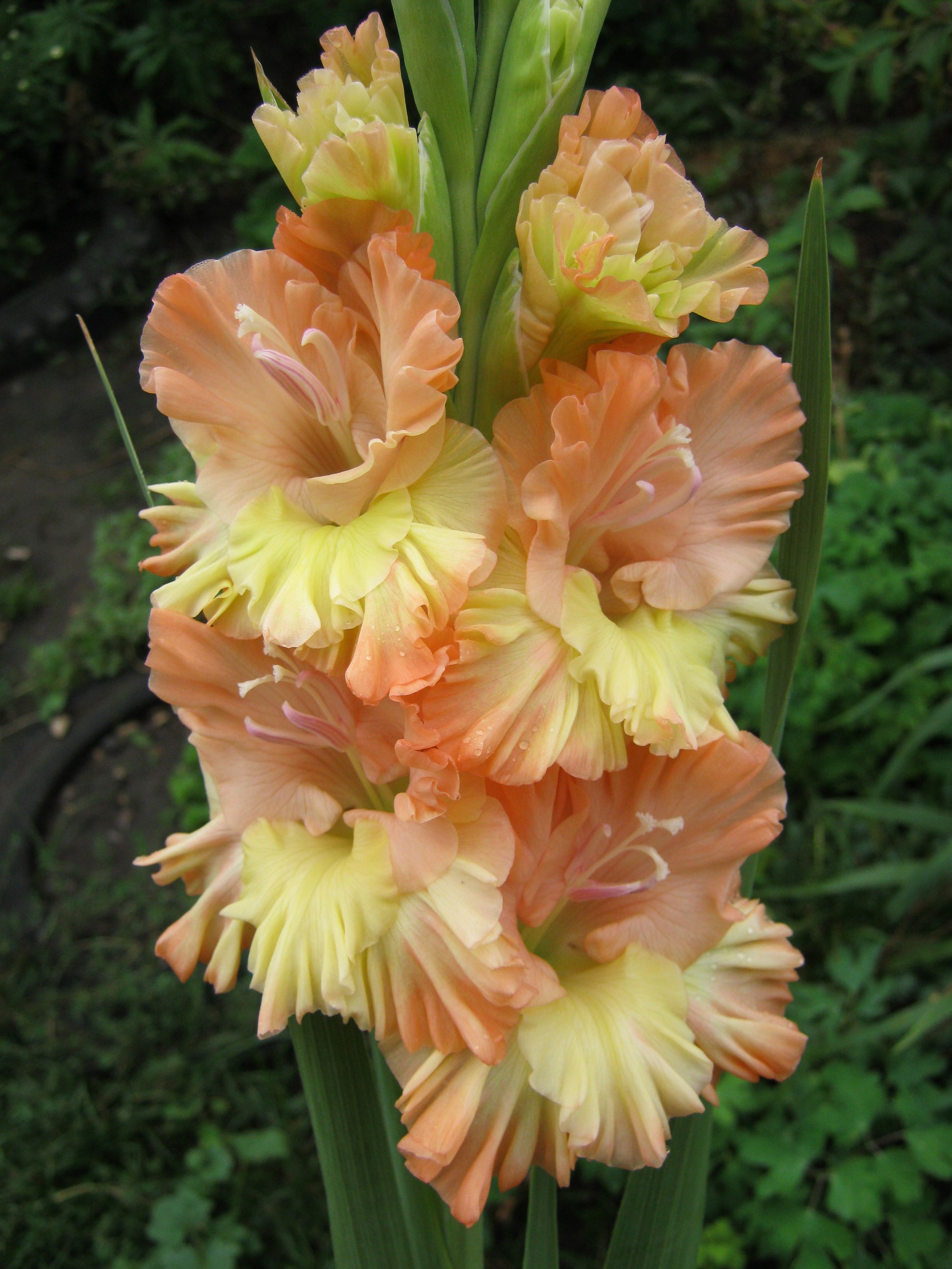 Close-up of peach and yellow gladiolus flowers HD Phone Wallpaper