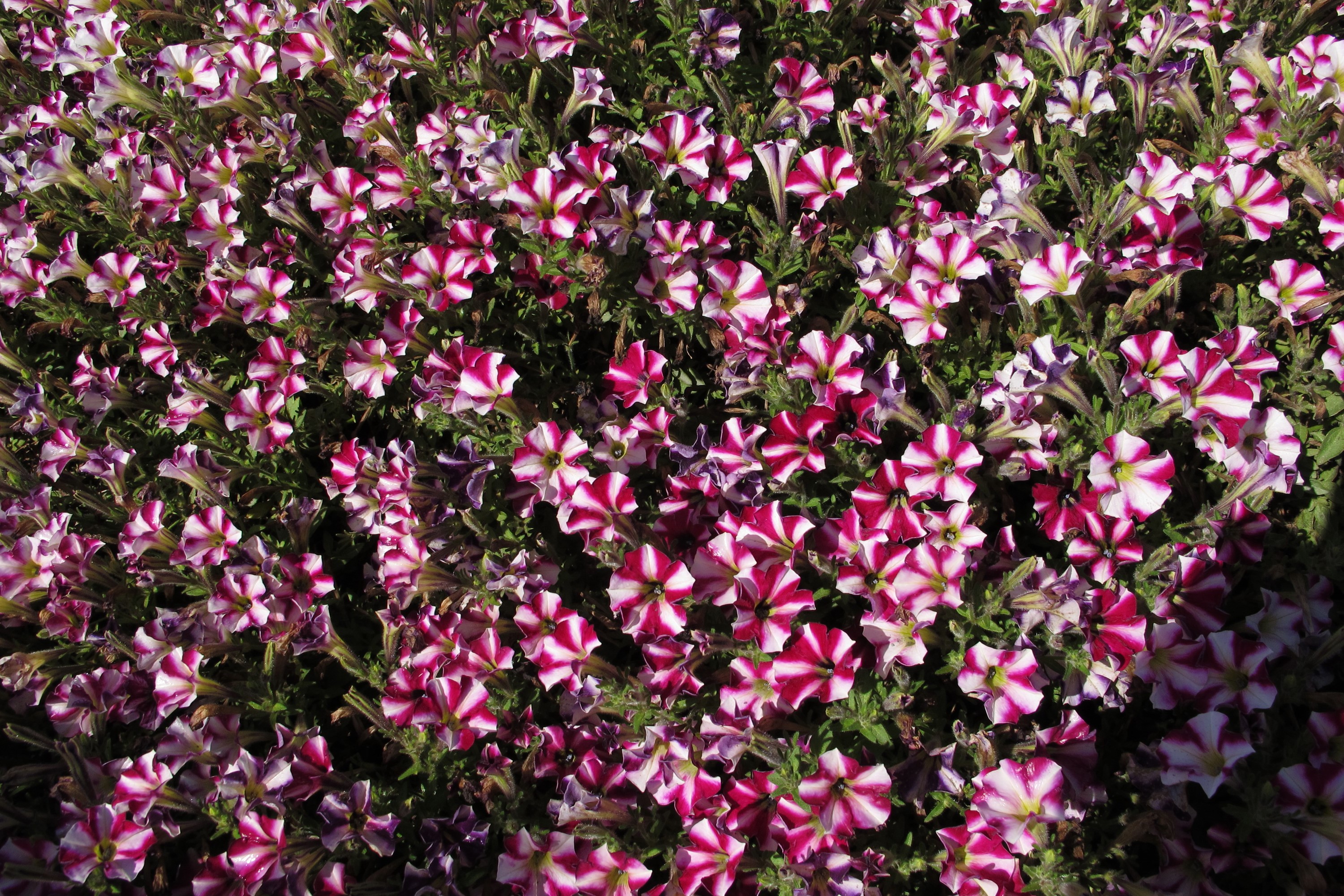 A dense bed of striped petunia flowers HD Wallpaper