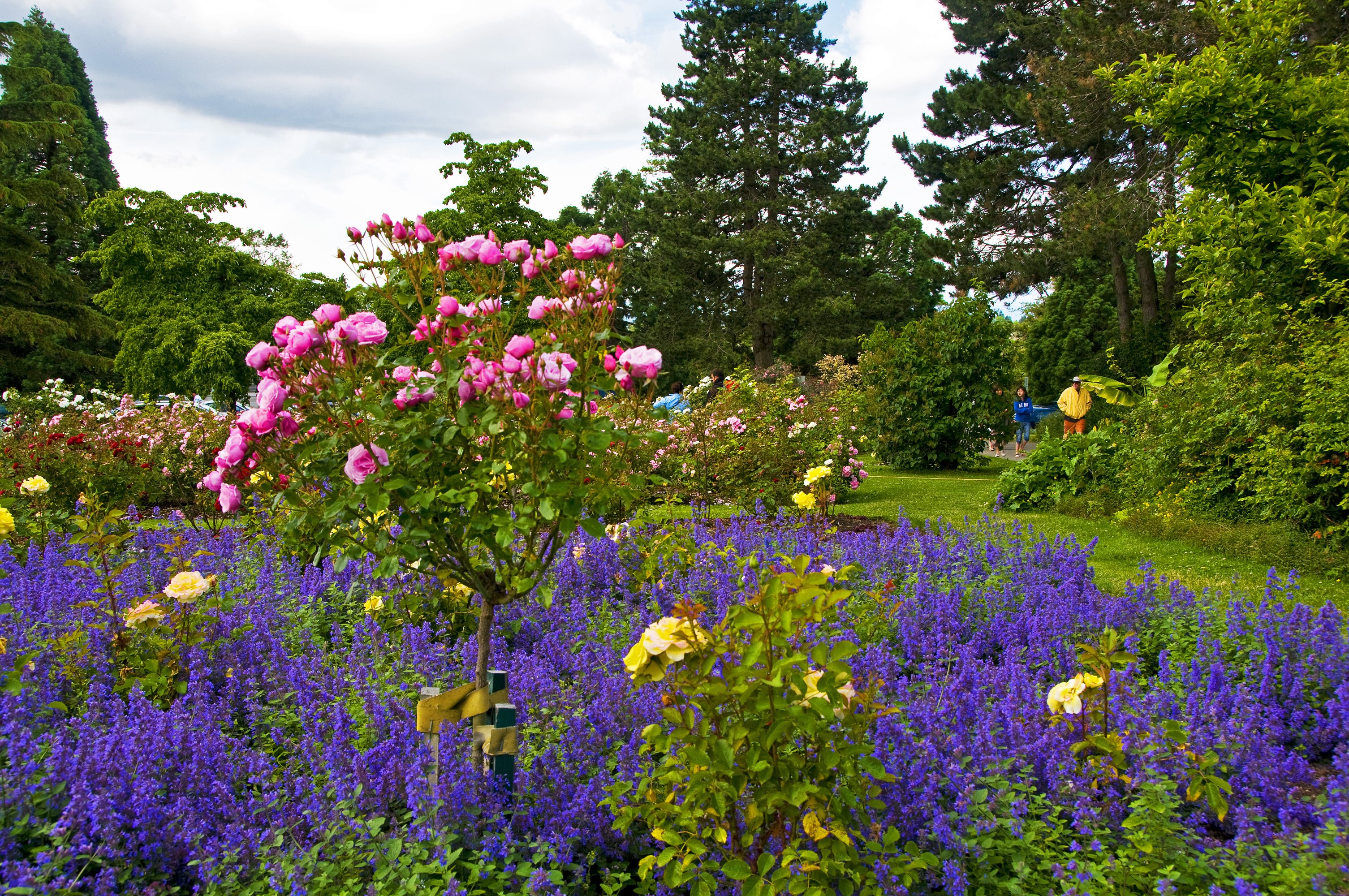 Queen Elizabeth Park Vancouver Roses and Purple Flowers HD Wallpaper
