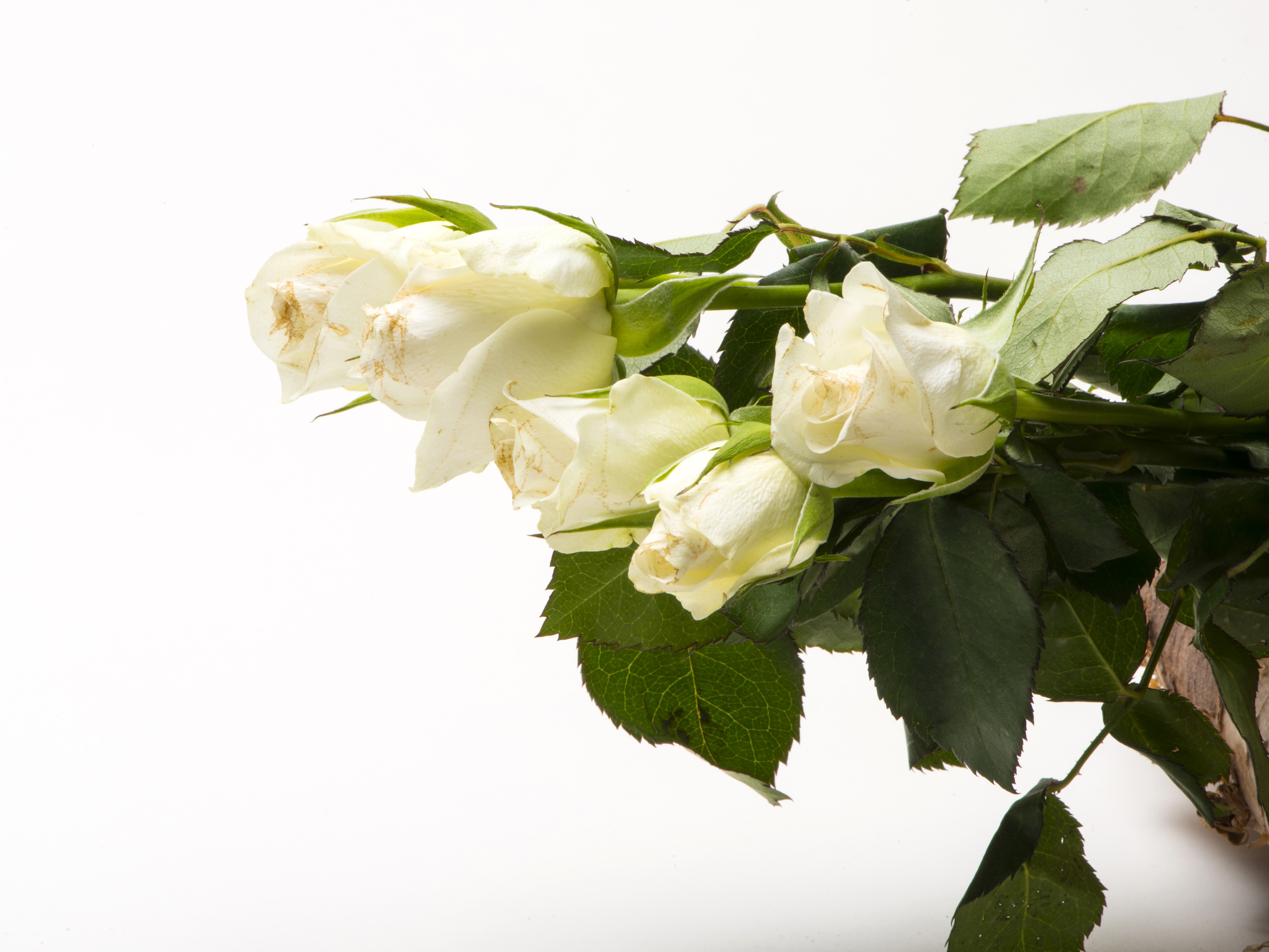 White Roses on White Background HD Wallpaper