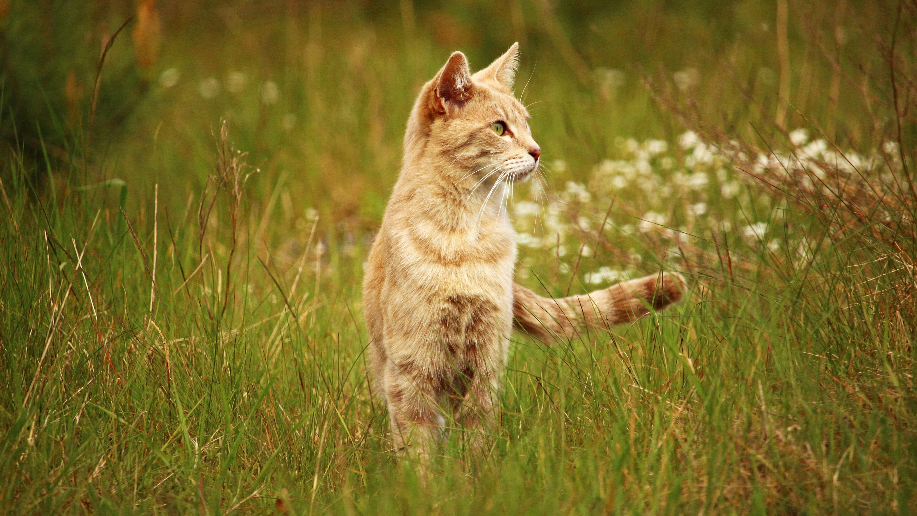 Orange tabby cat in tall green grass HD Wallpaper