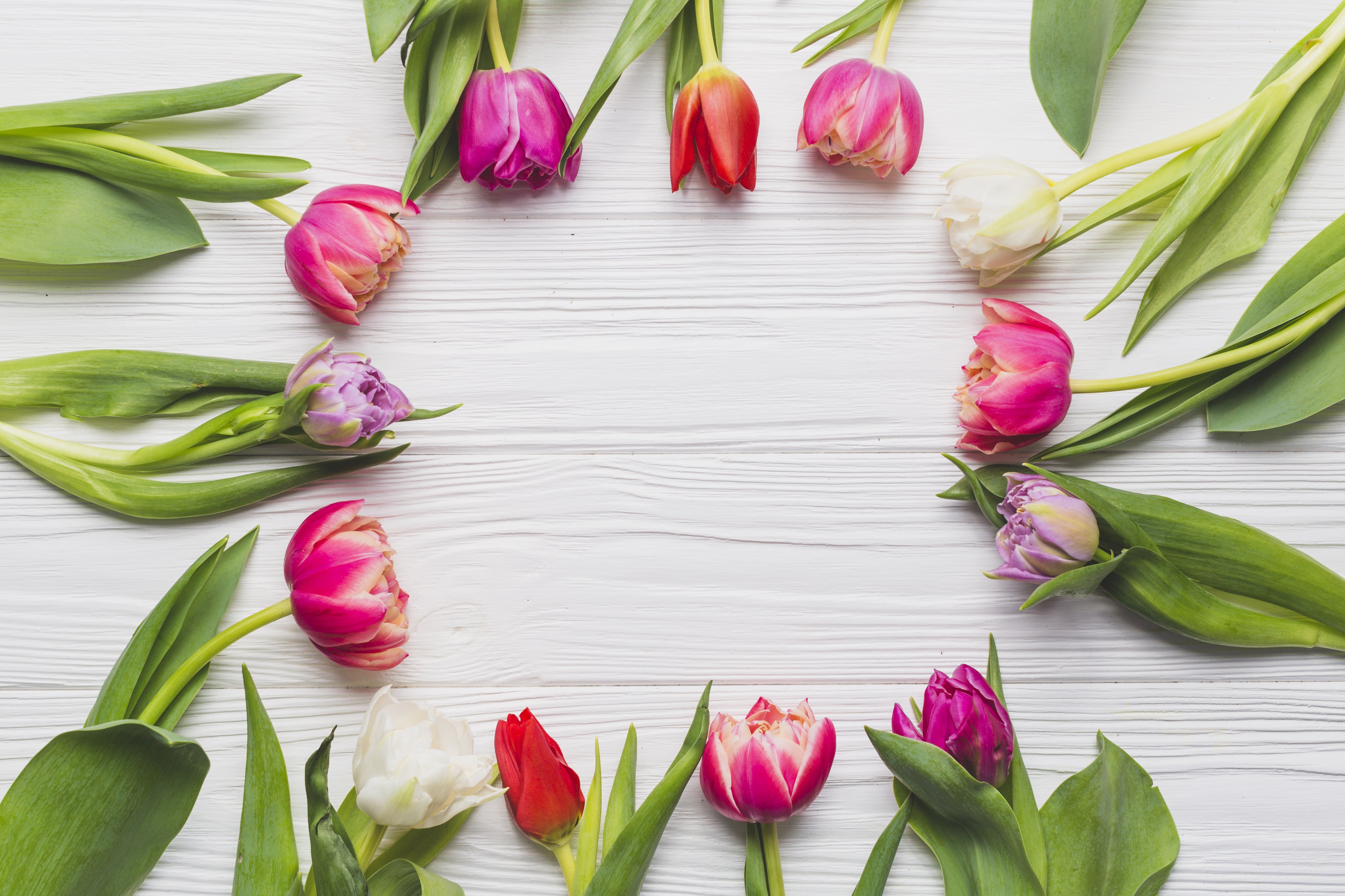 Tulips Template Greeting Card HD Wallpaper