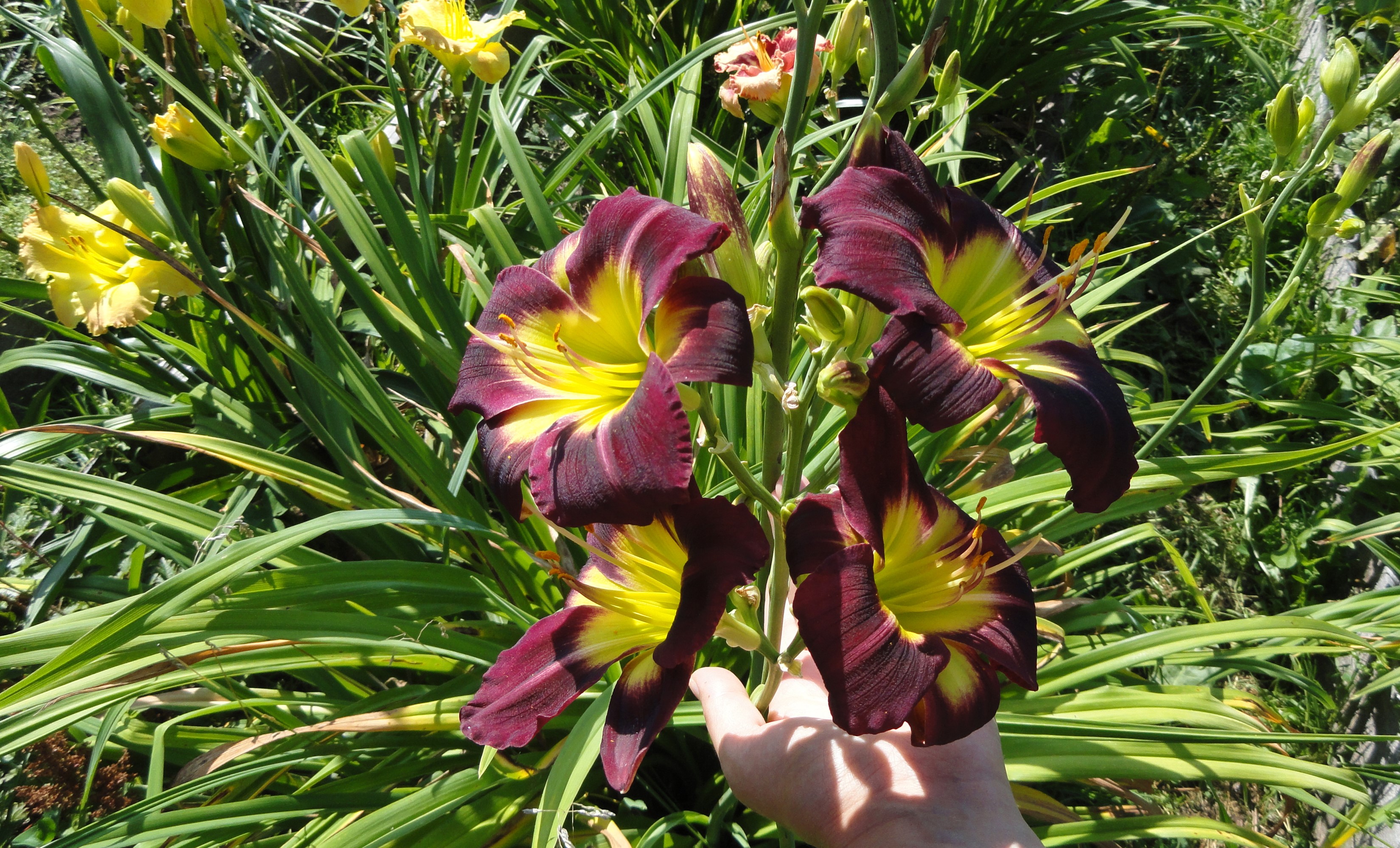 Close-up of dark purple and yellow lilies HD Wallpaper