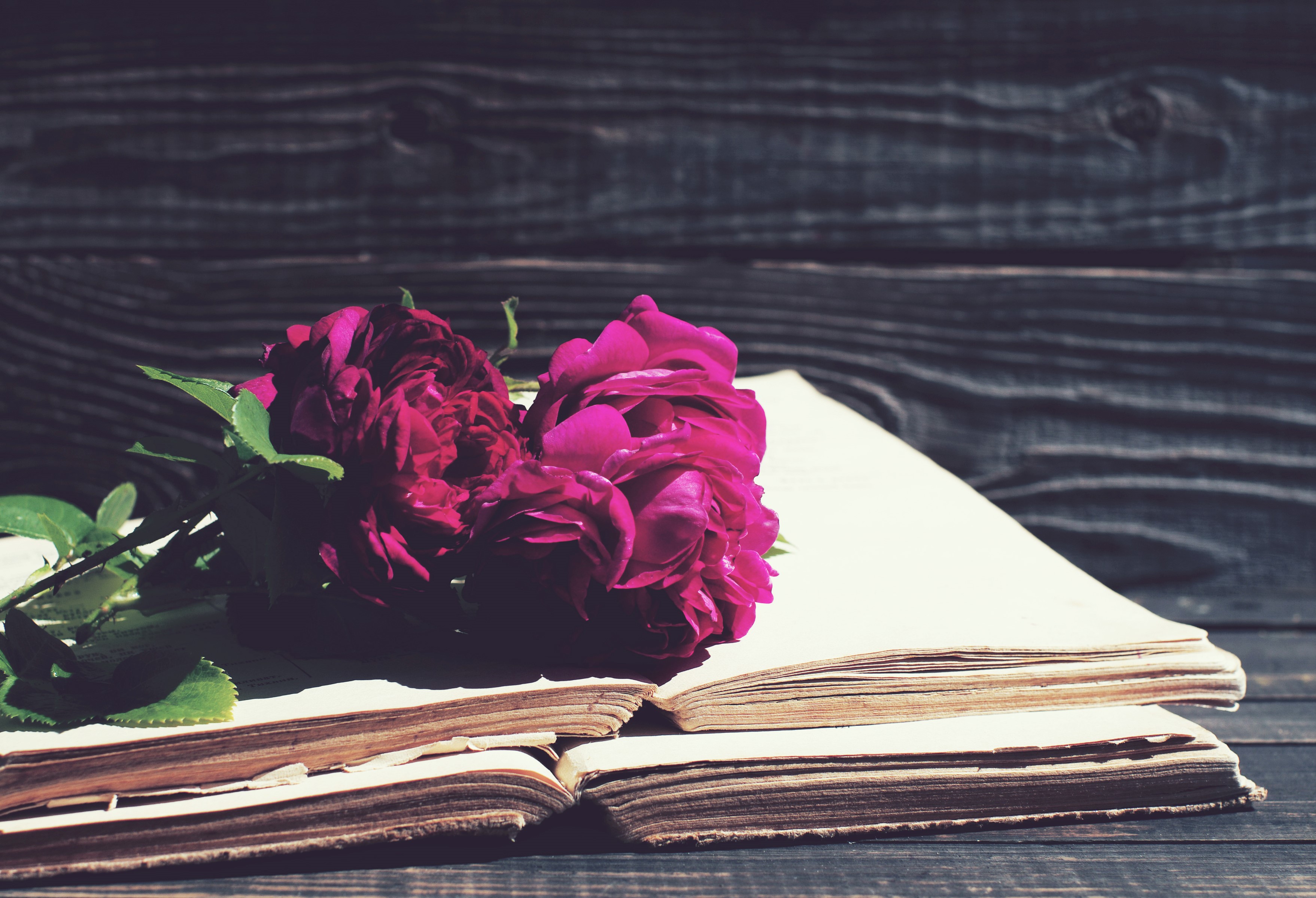 Wine colored roses on an open book HD Wallpaper