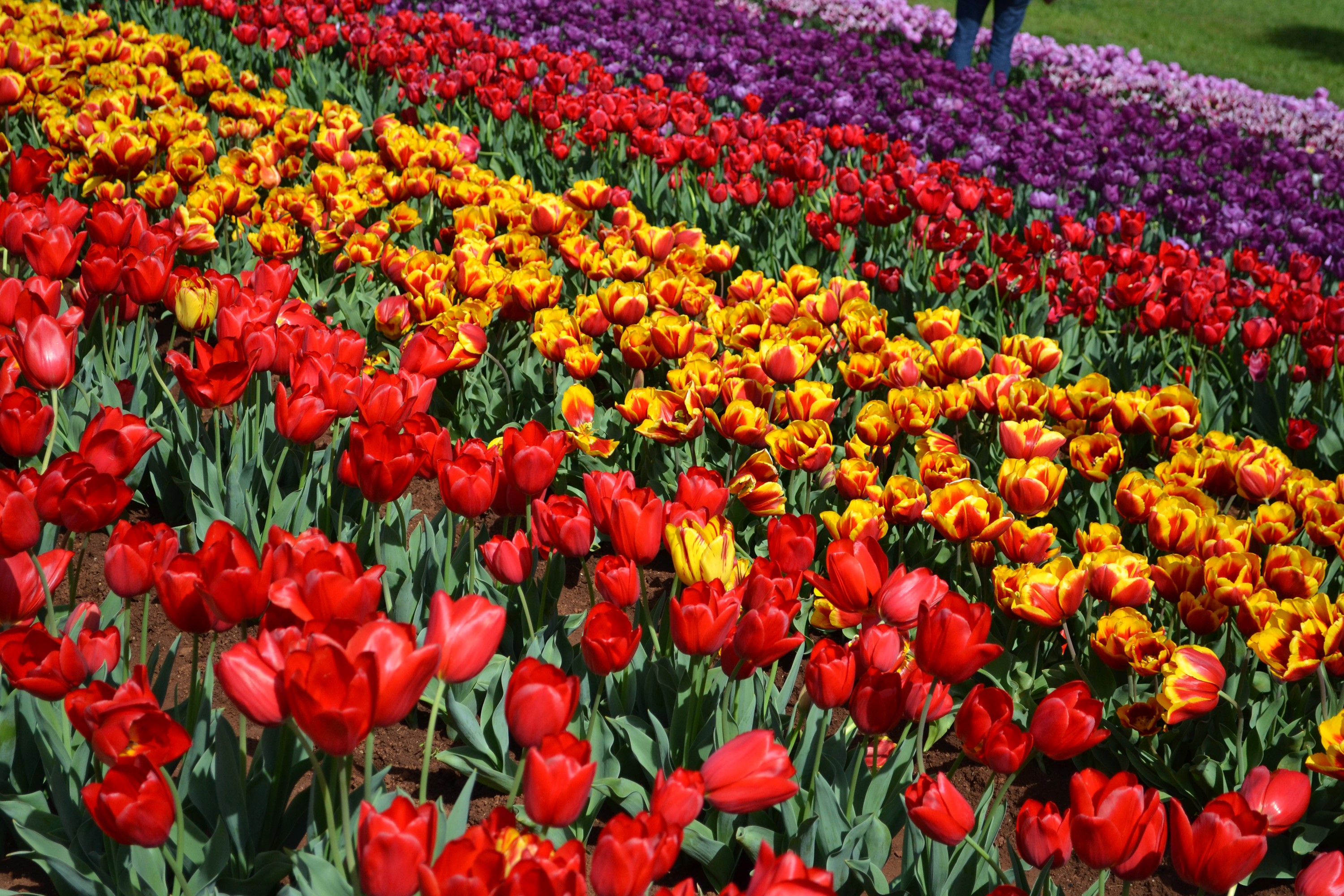 Rows of colorful tulips in bloom HD Wallpaper