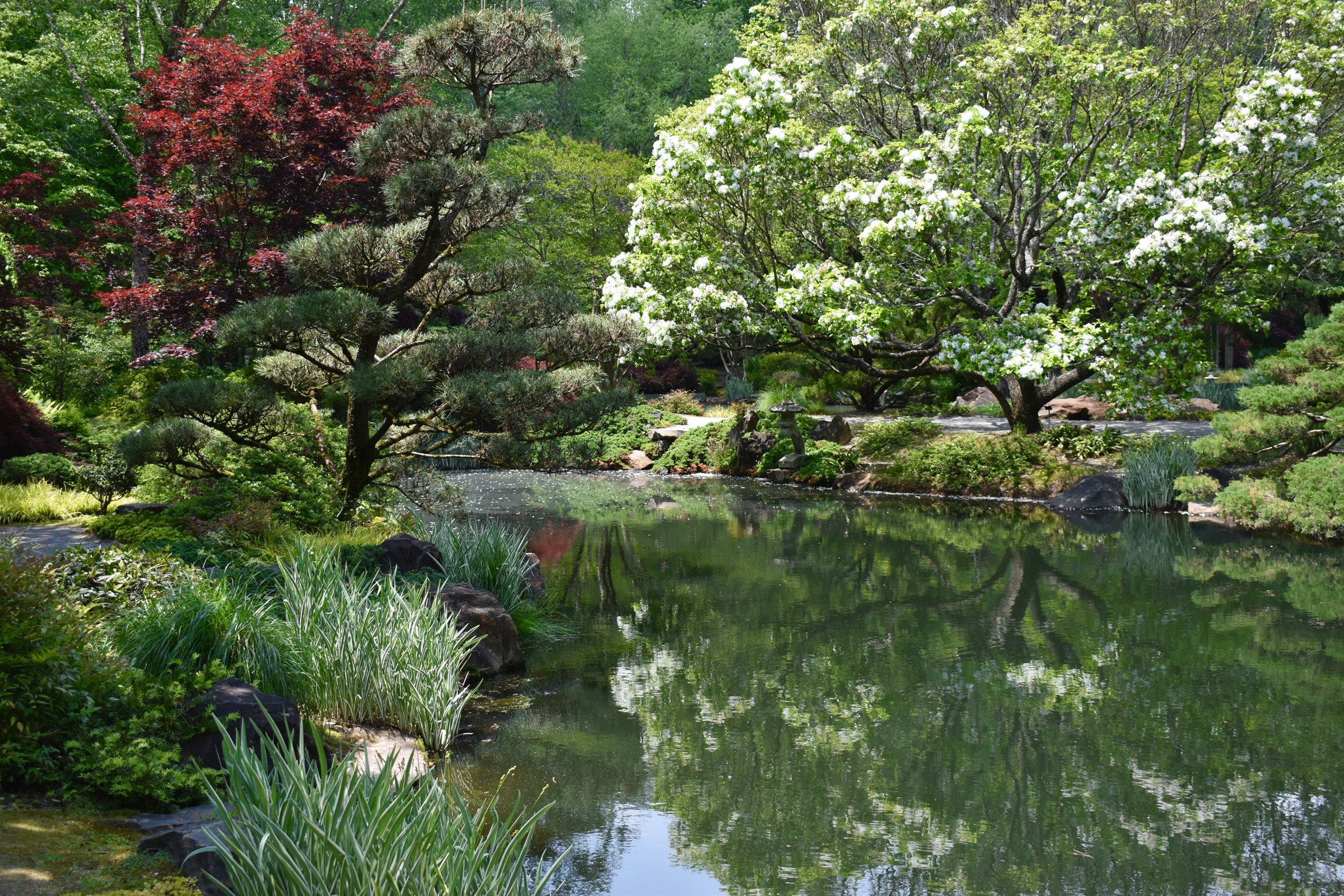 Gibbs Gardens flowering trees and pond HD Wallpaper
