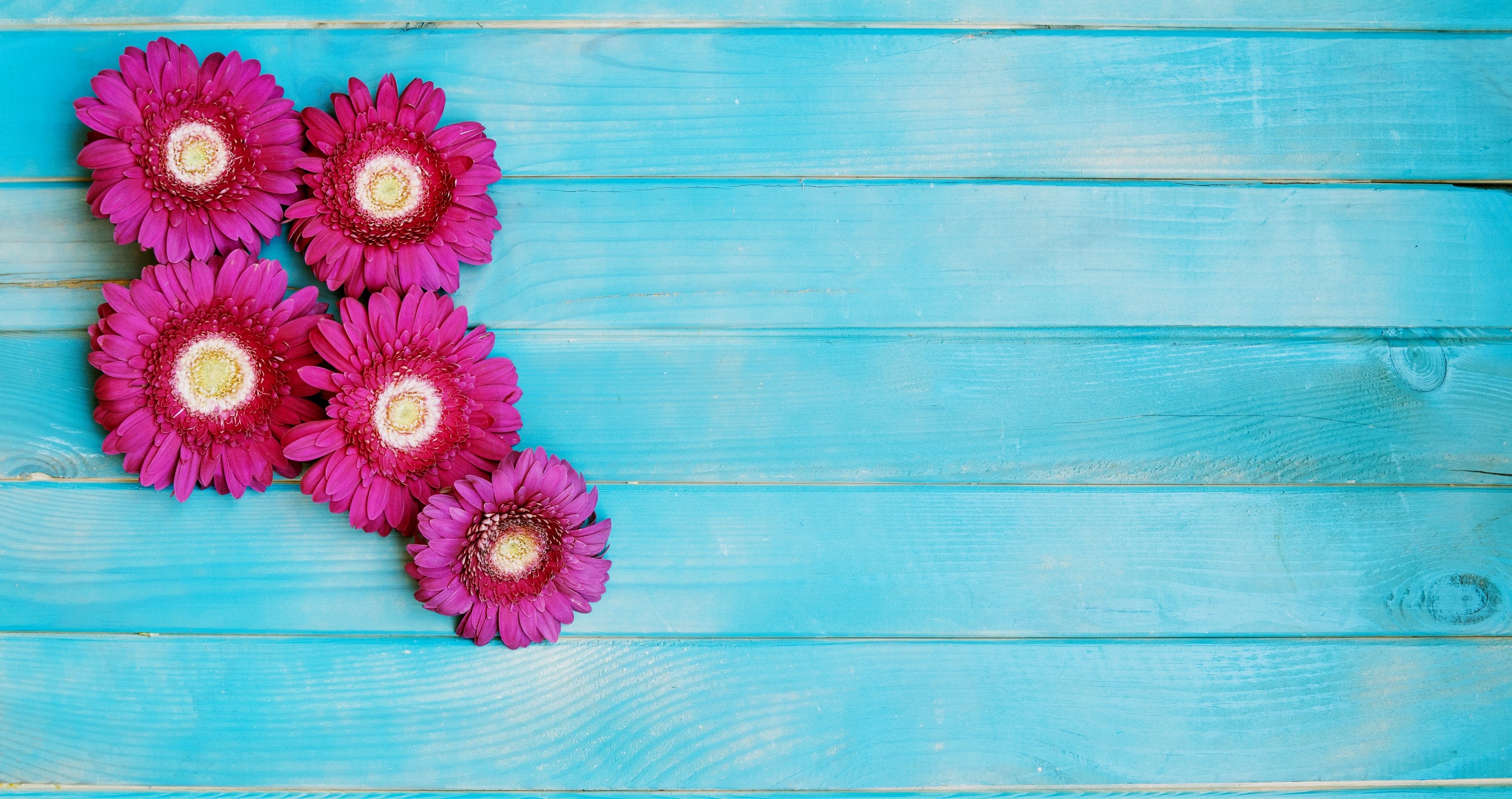 Pink Gerbera flowers on blue wood planks HD Wallpaper