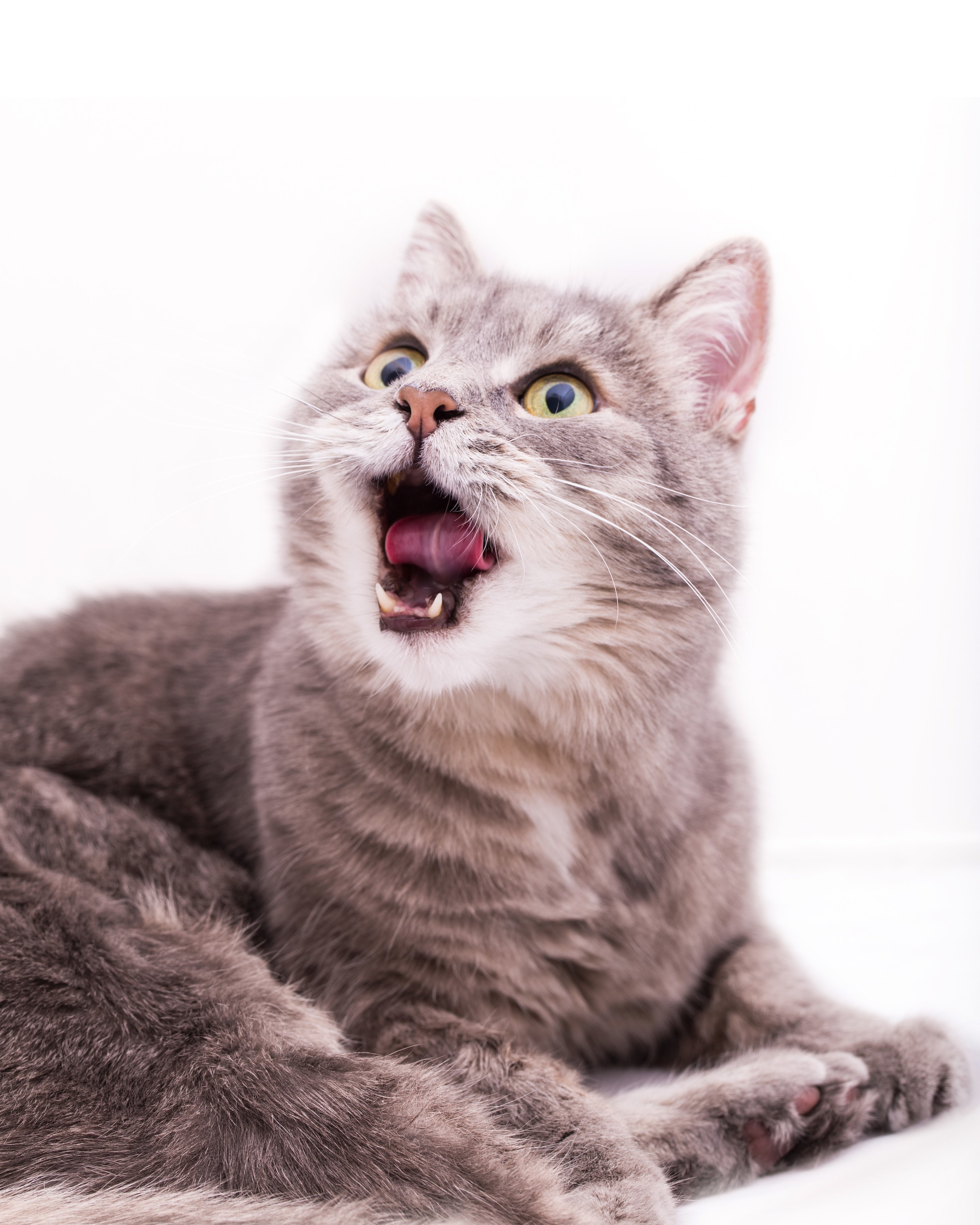A grey tabby cat with green eyes yawns HD Phone Wallpaper