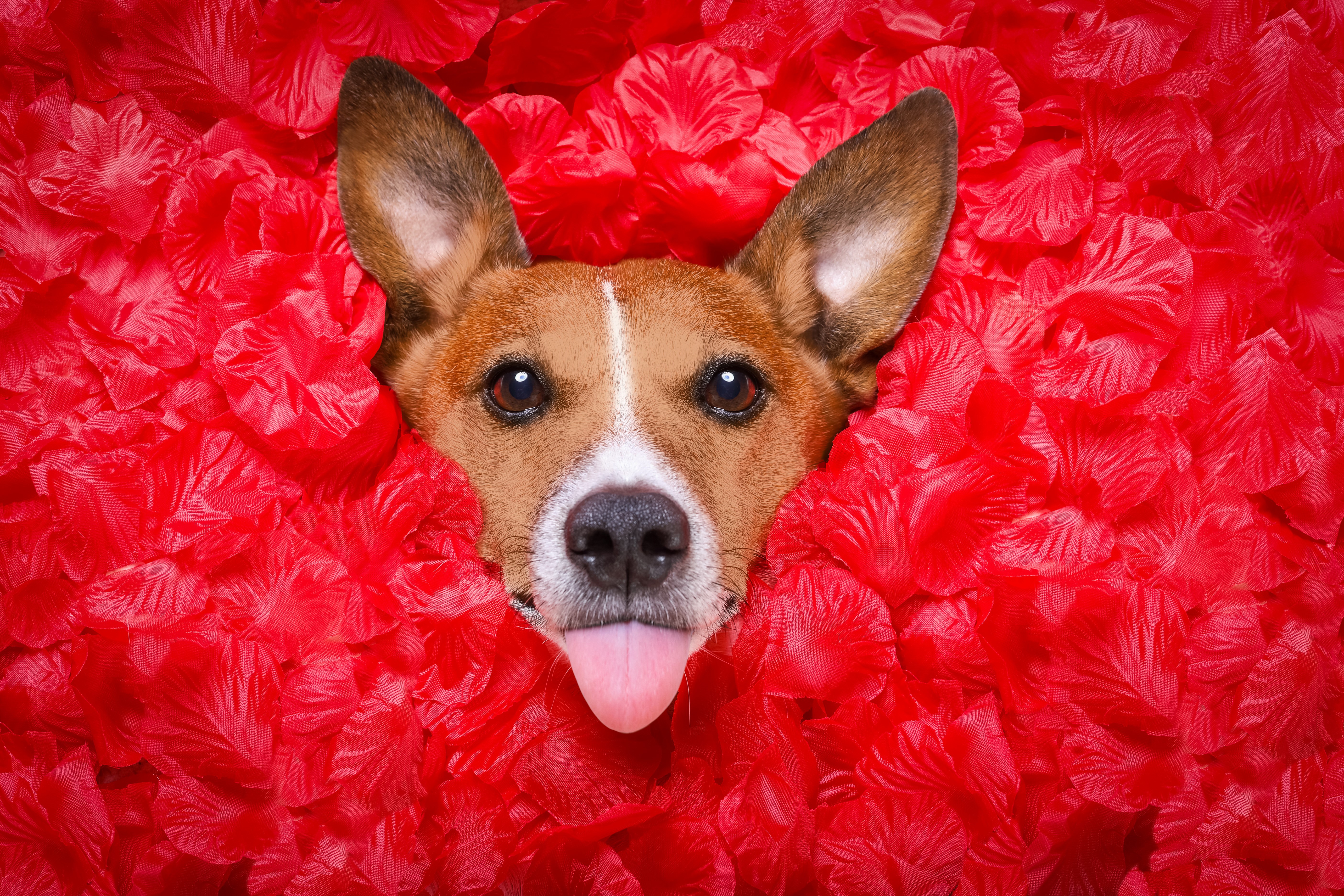 Dog peeking through red petals HD Wallpaper