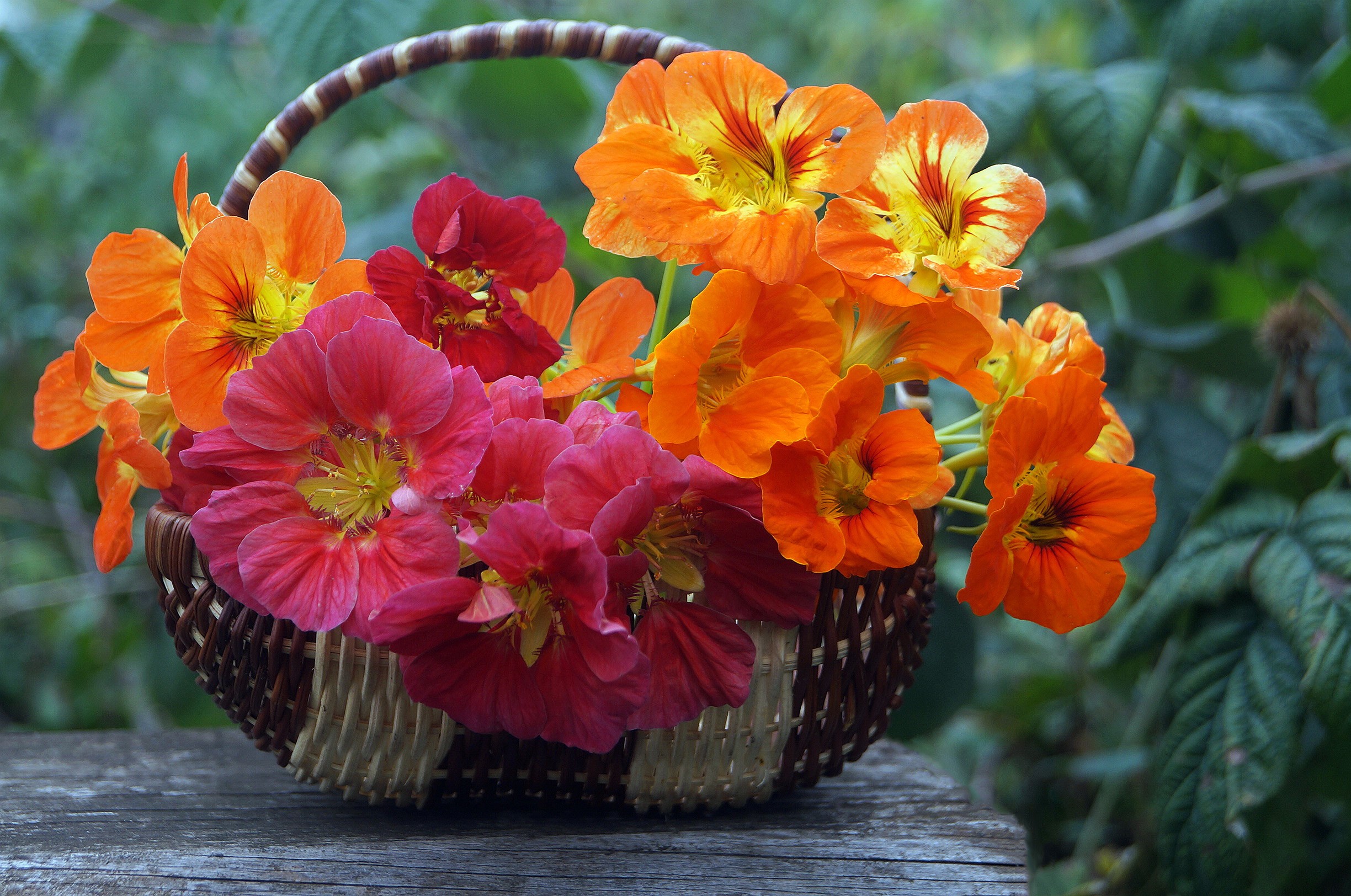 Nasturtiums in a wicker basket on a wooden surface HD Wallpaper