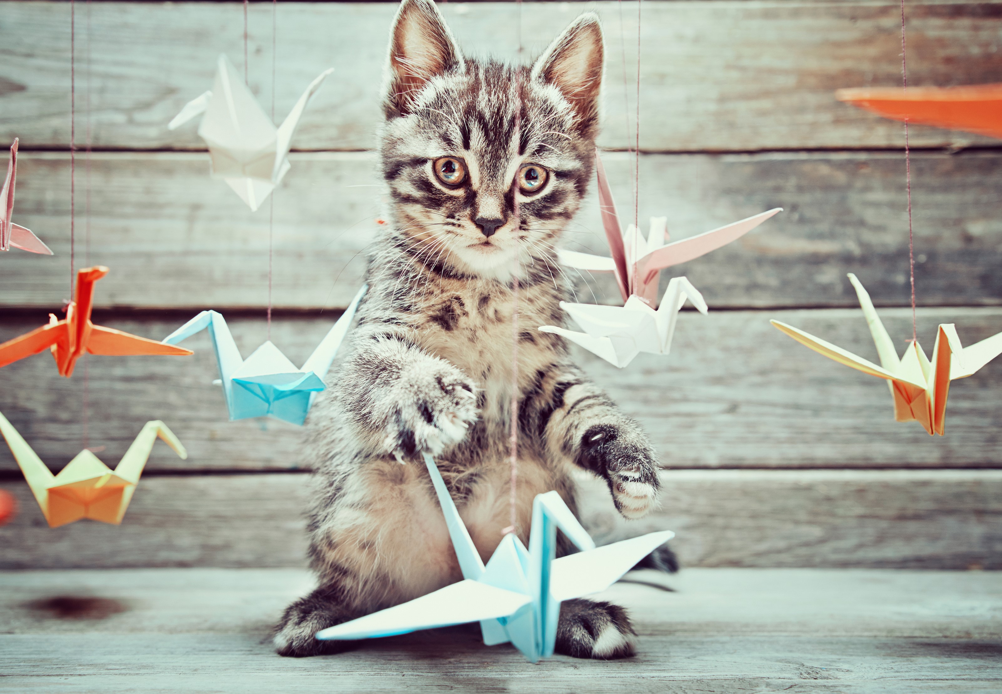 Kitten playing with origami cranes HD Wallpaper