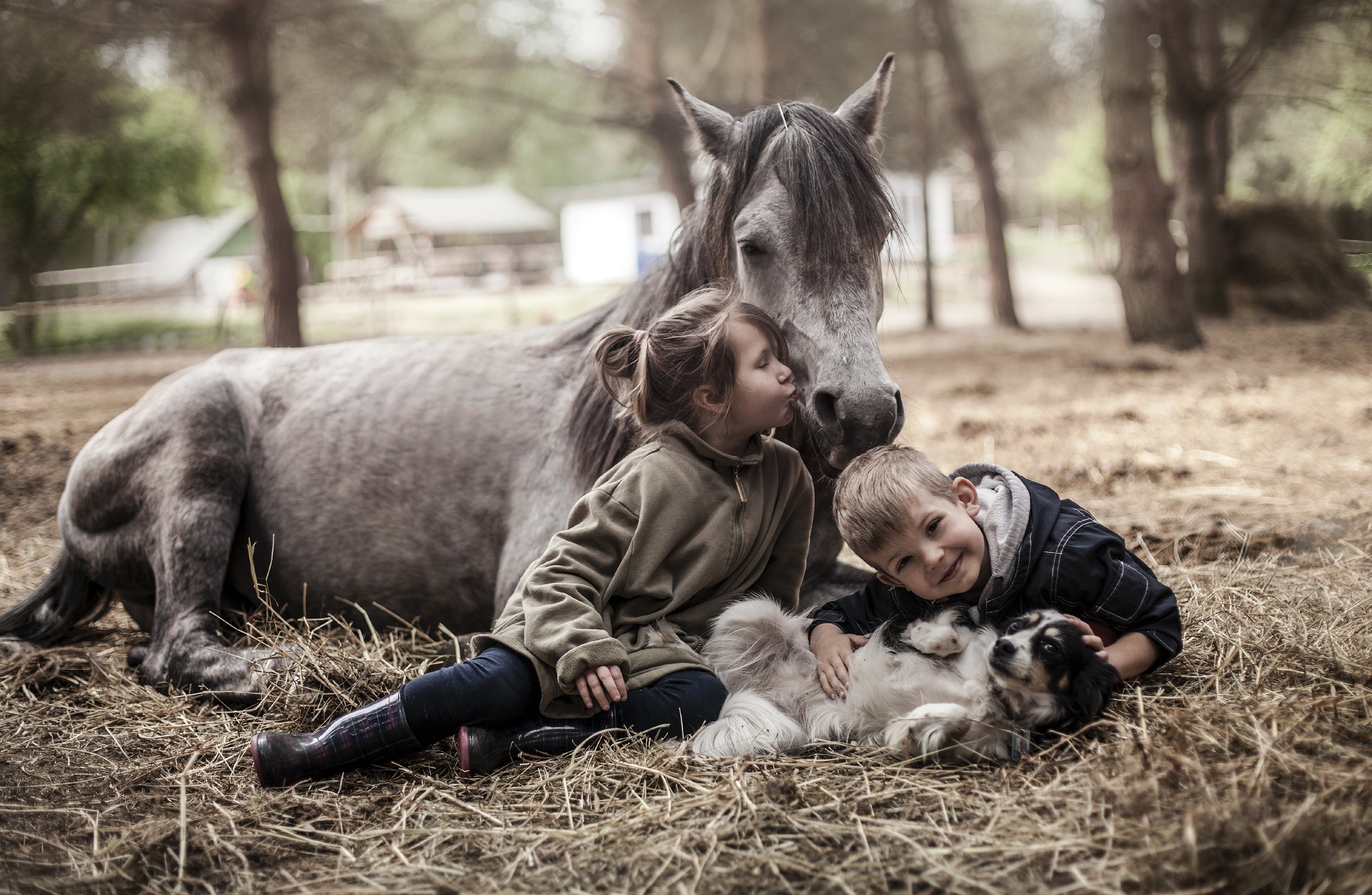 Children and dog with a horse on a farm HD Wallpaper