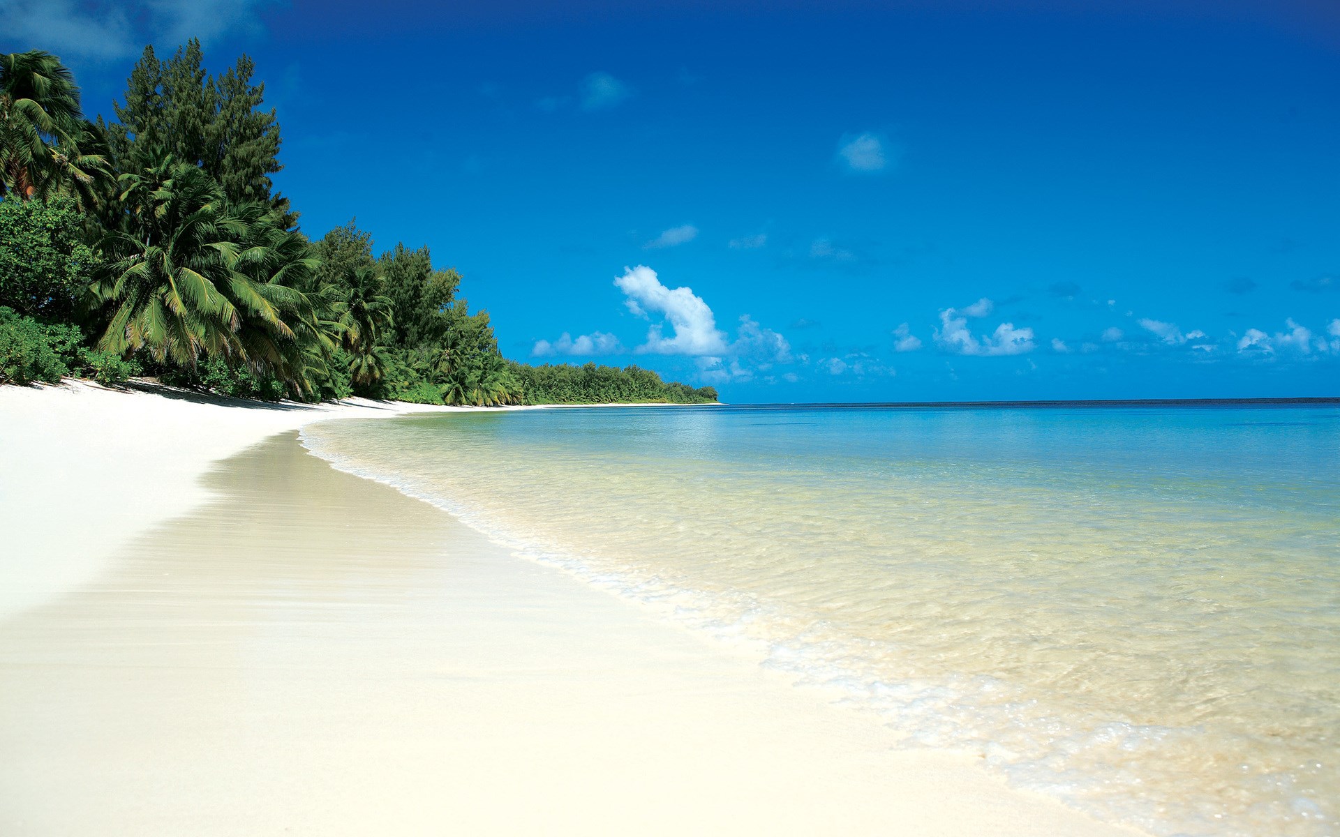 Tropical beach with palm trees and clear ocean water HD Wallpaper