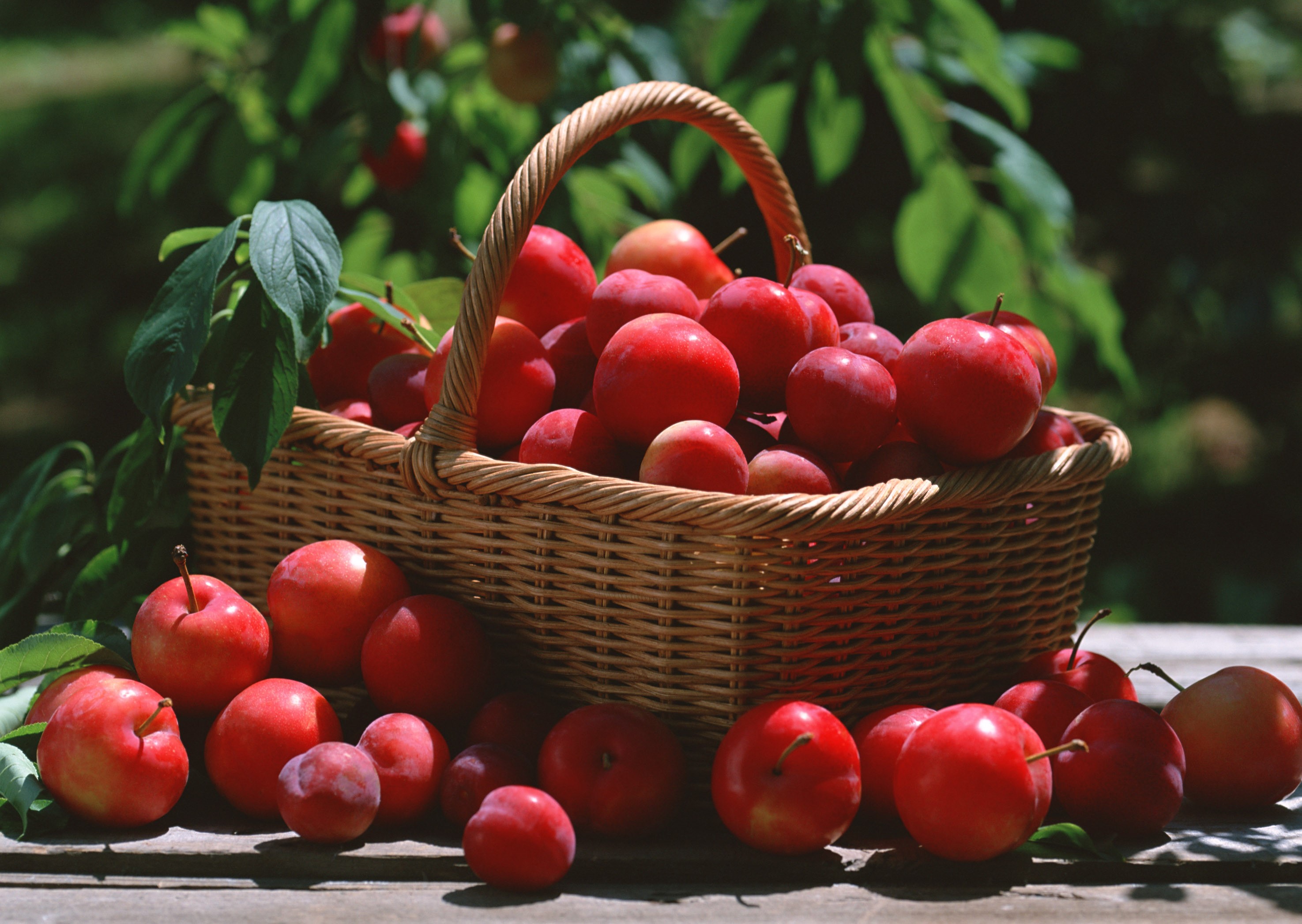 Plums in a wicker basket on a wooden surface HD Wallpaper