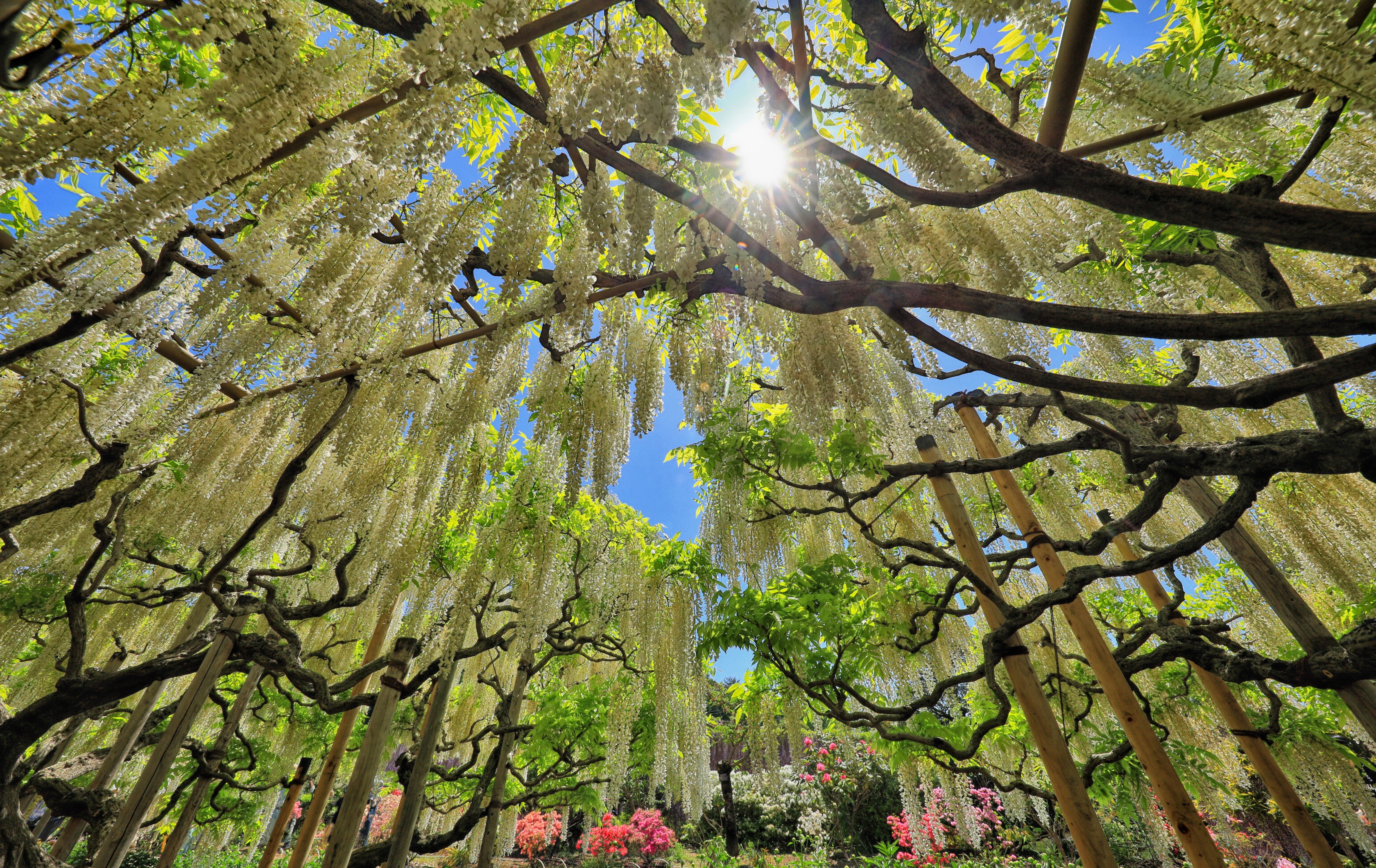 White Wisteria Flowers in a Japanese Garden HD Wallpaper