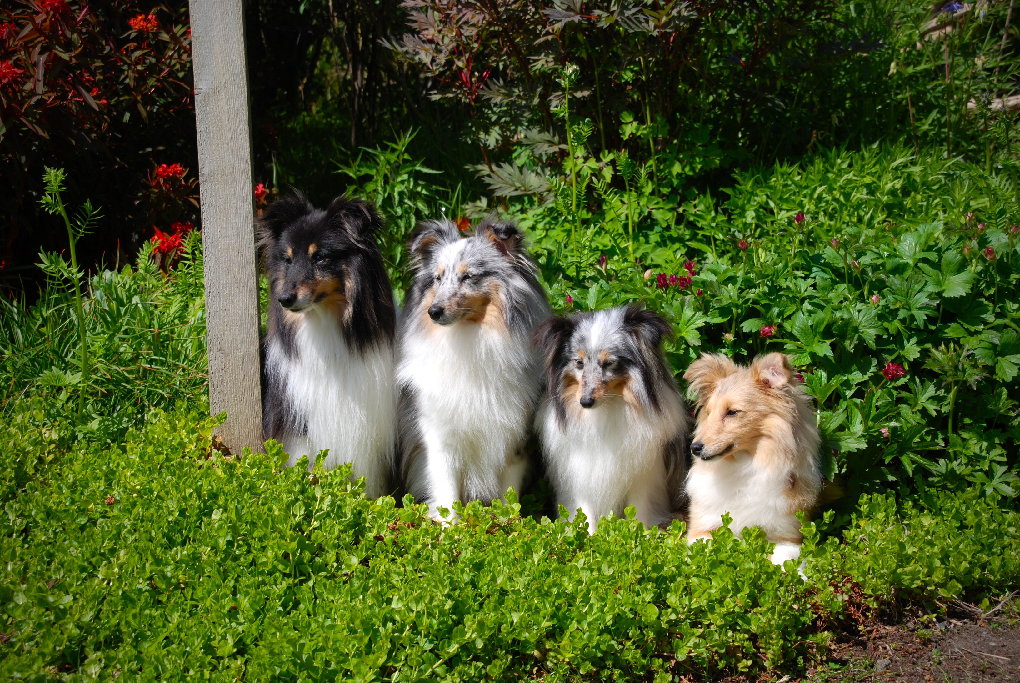 Four Sheltie Shetland Sheepdogs sitting in green foliage HD Wallpaper