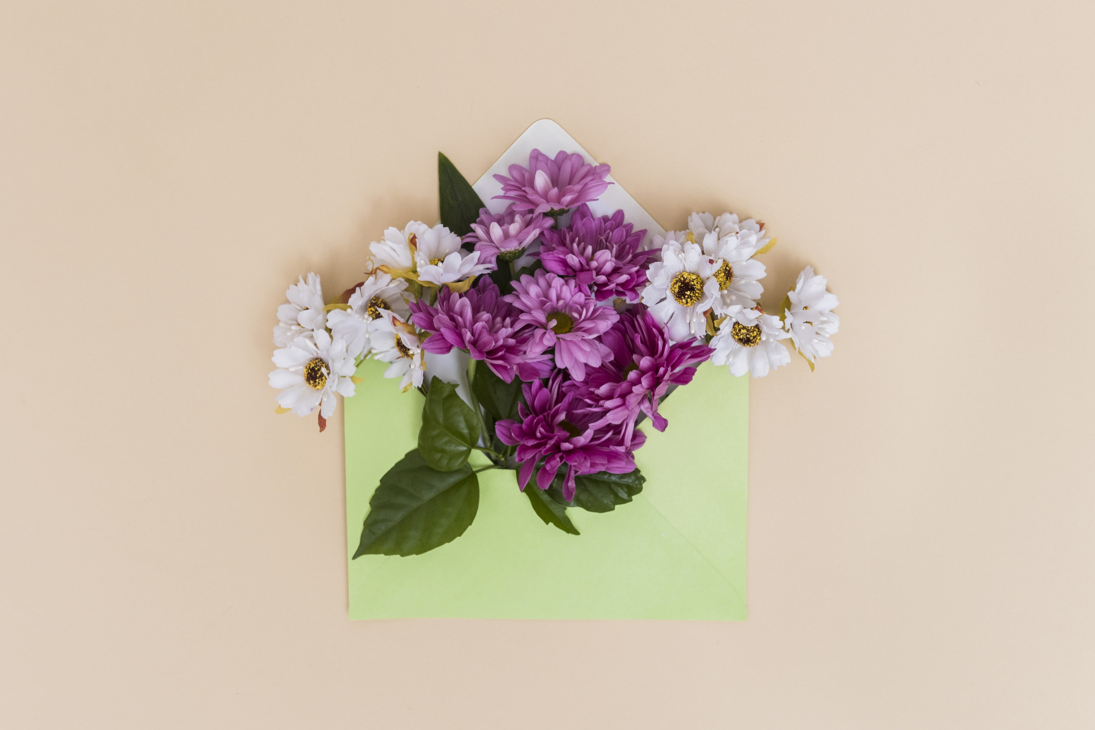 Purple and white chrysanthemums in a light green envelope HD Wallpaper