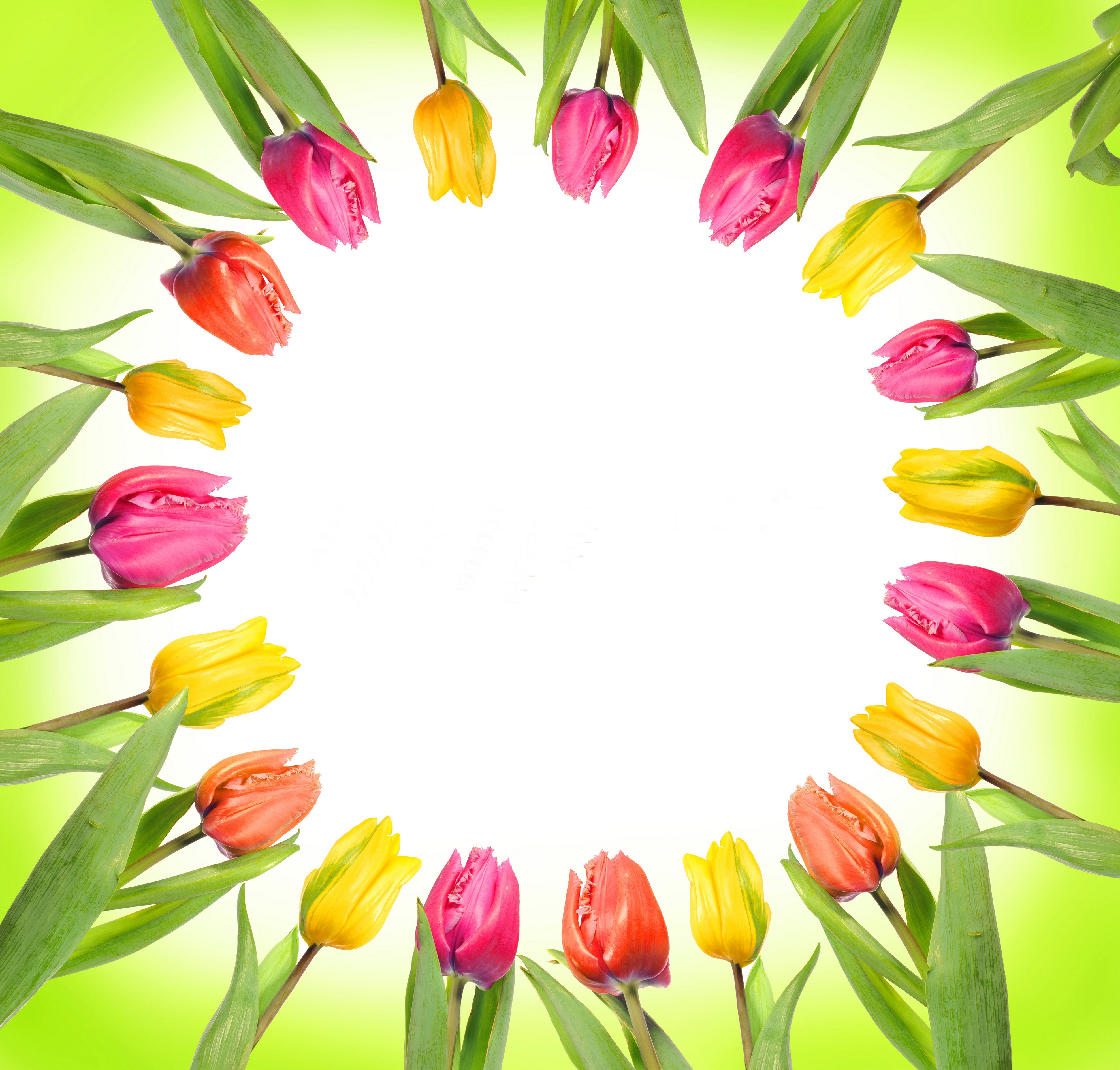 Tulips Template Greeting Card 4K HD Wallpaper