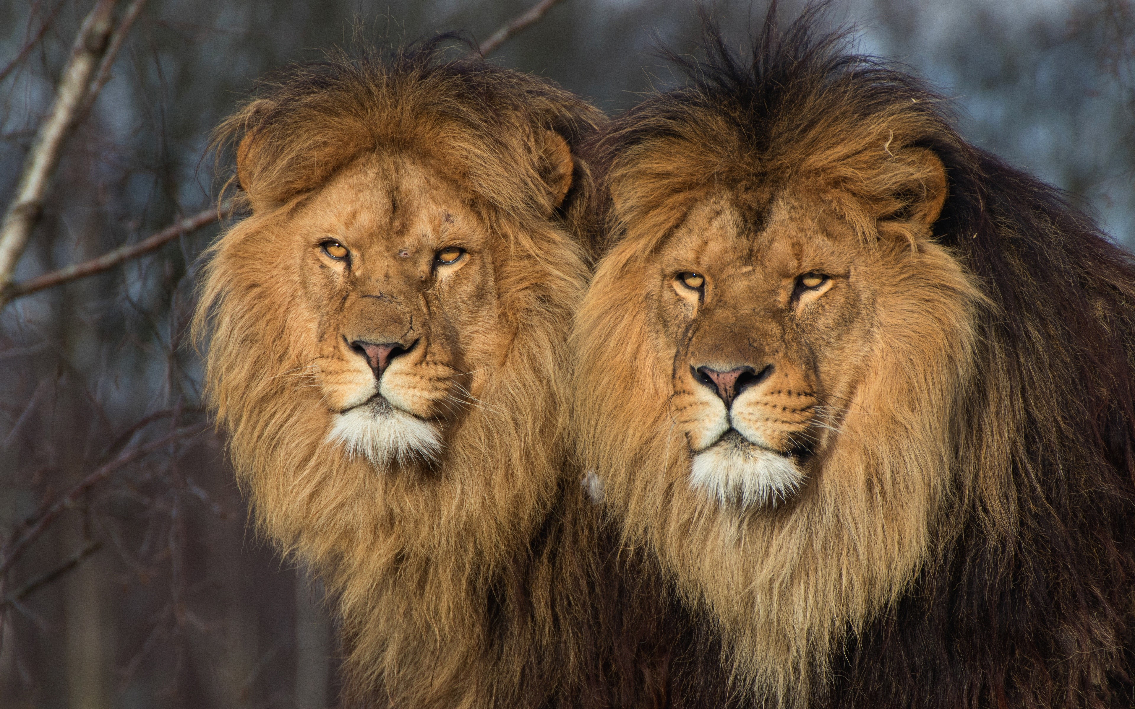 Two Lions with Full Manes HD Wallpaper