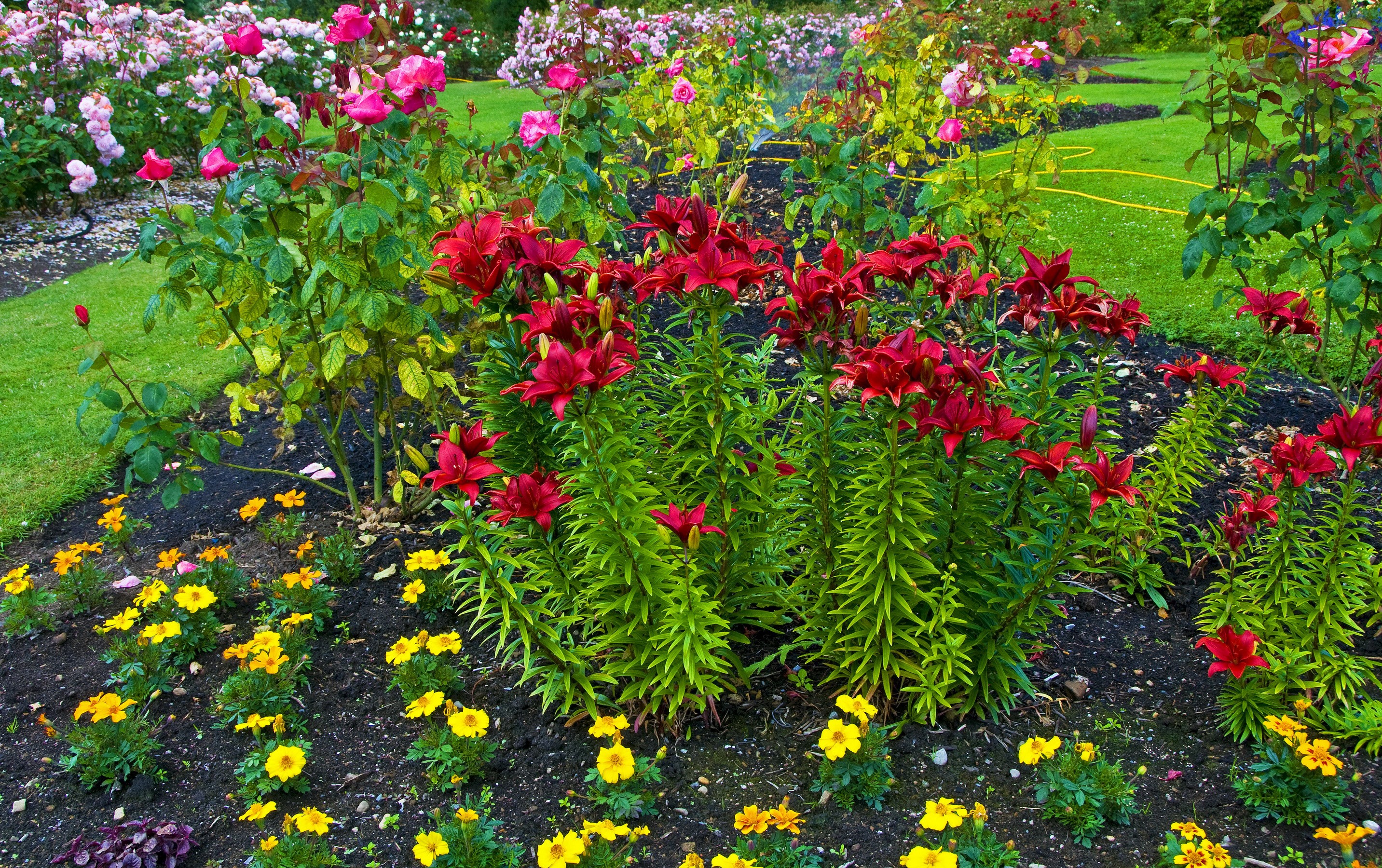 Queen Elizabeth Park with Lilies and Roses HD Wallpaper