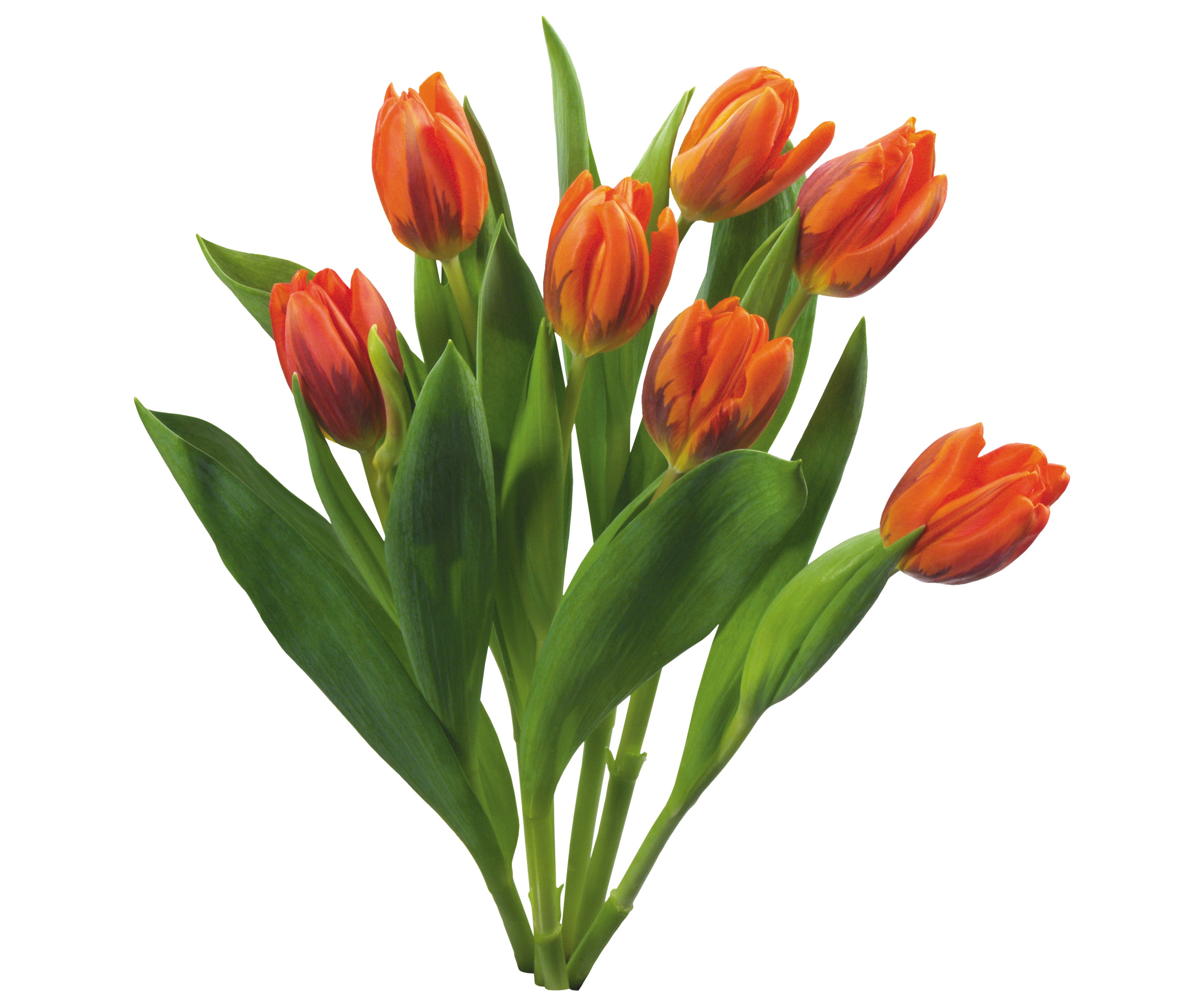 Orange tulips on a white background HD Wallpaper