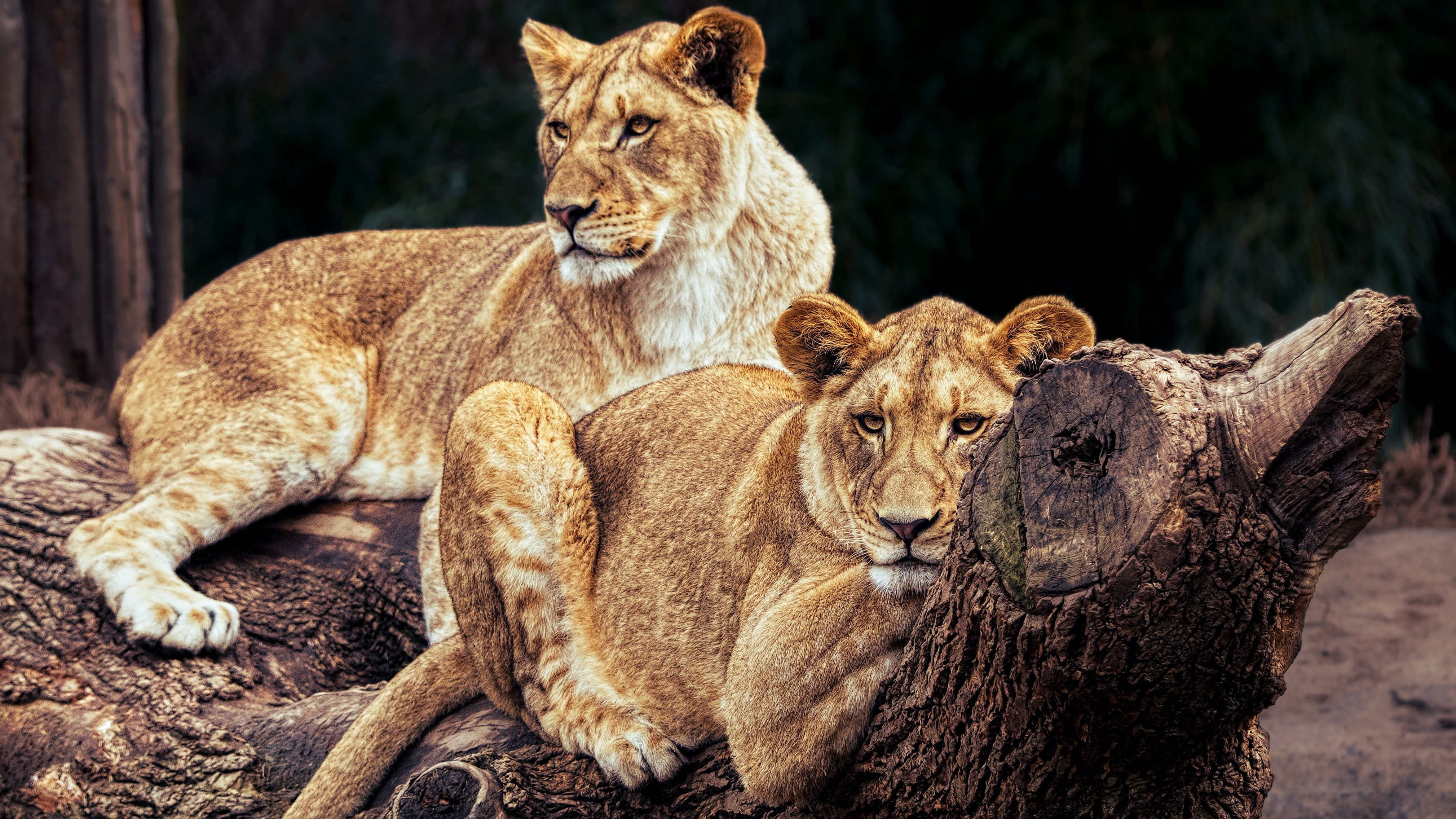 Two Lions resting on logs HD Wallpaper